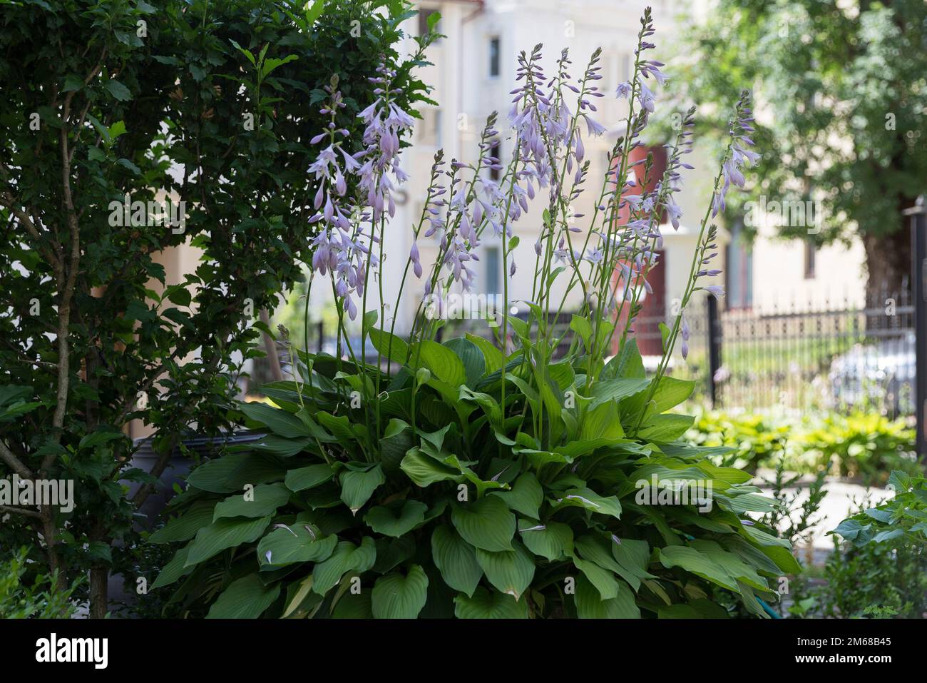 Arbustes hosta fleuris dans un jardin de chalet moderne - un exemple d'utilisation dans l'aménagement paysager. Buissons de hosta dans la conception de paysage entre autres plantes dans un att Banque D'Images