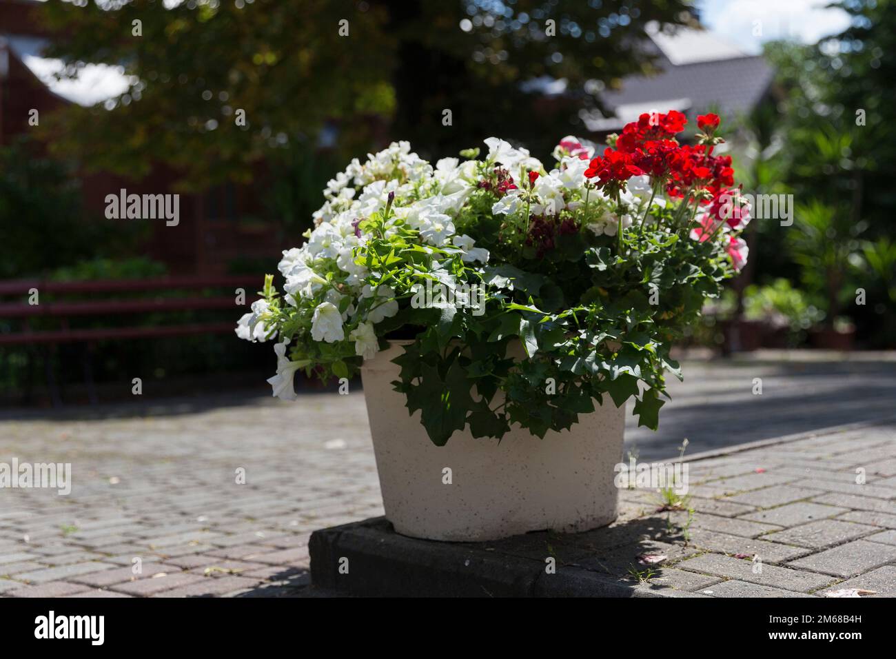Pétunia fleurit dans un pot dans le jardin - un exemple de jardinage dans le jardin et le parc. pétunia rouge et blanc dans un pot dans le parc au milieu des pavés Banque D'Images