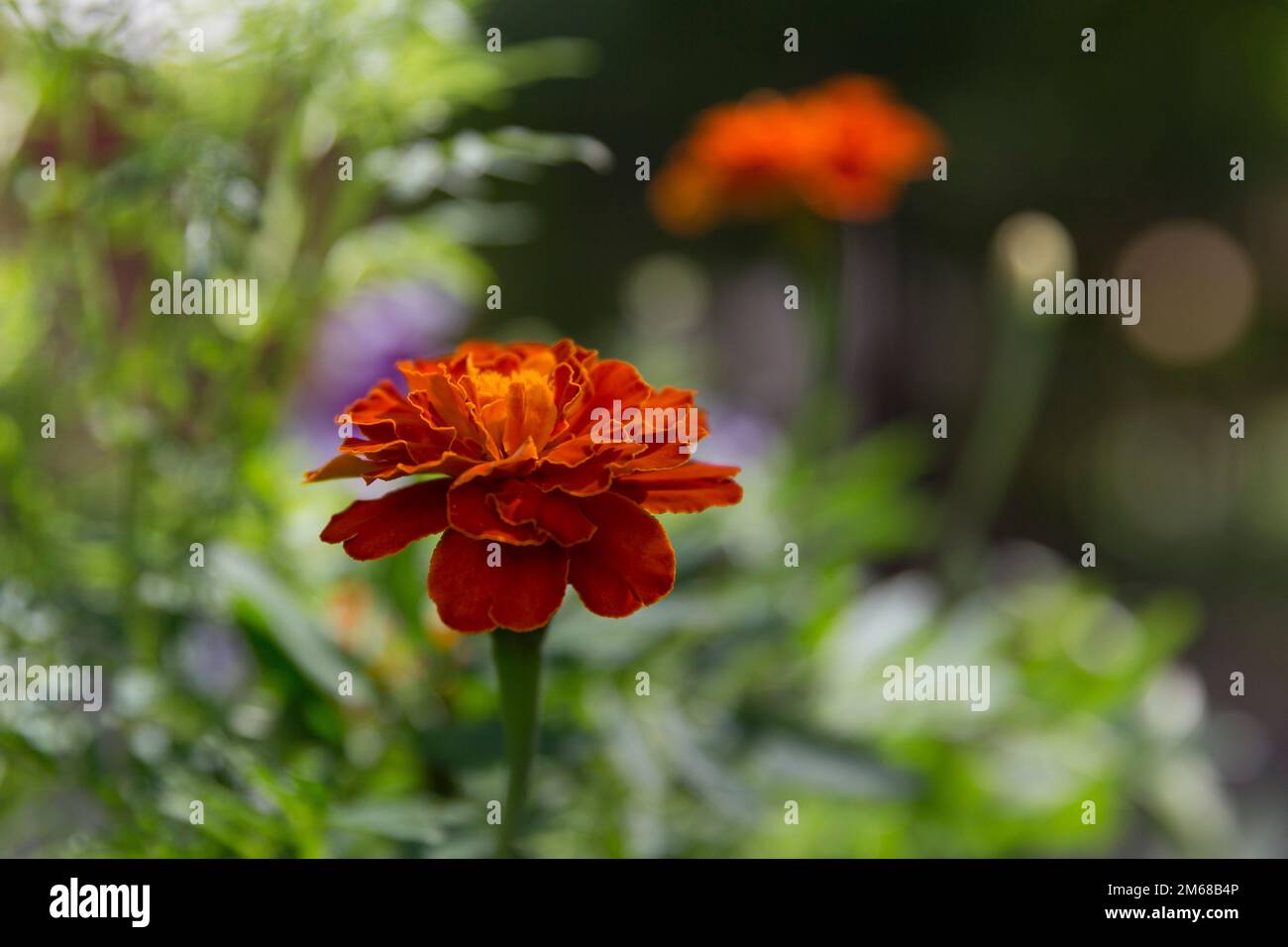 Marigolds (Tagetes erecta) macro dans le jardin sur un beau fond de verdure. Banque D'Images