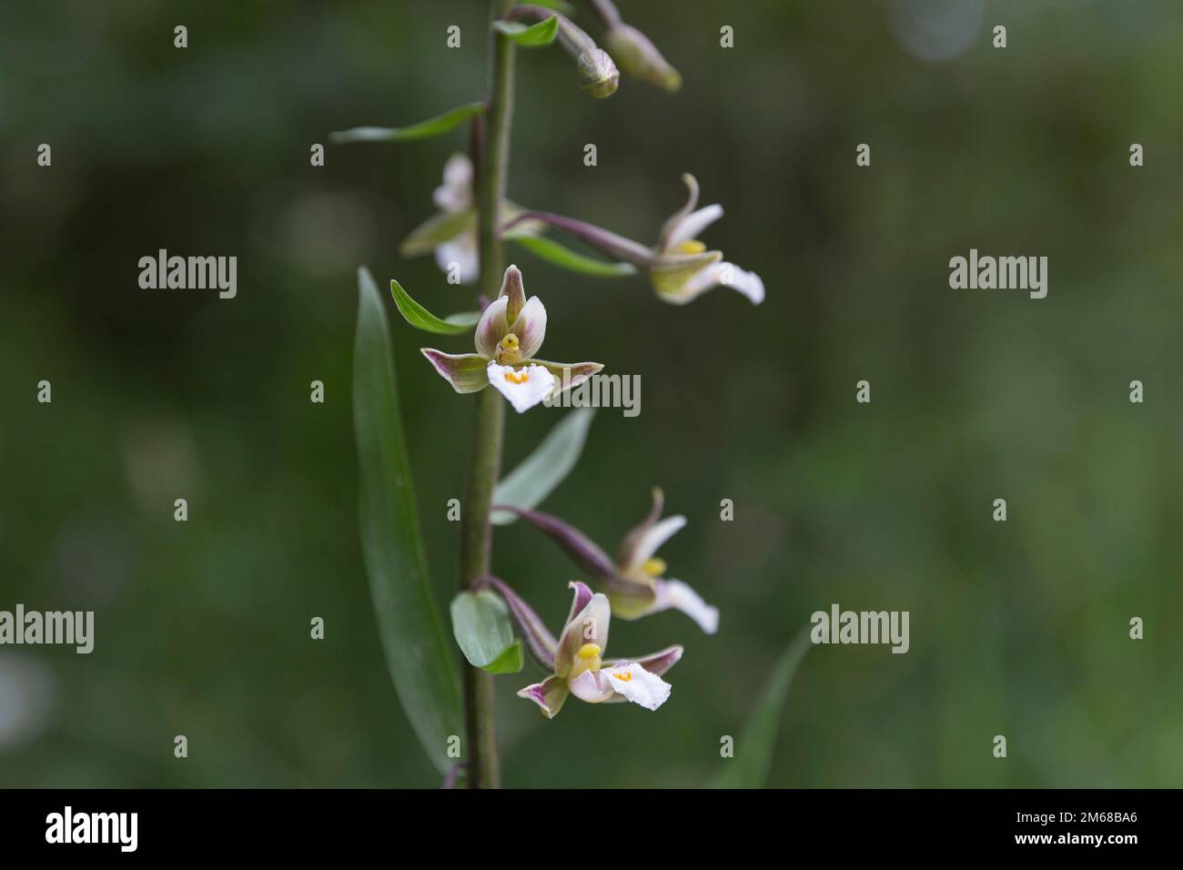 Vue rapprochée de la fleur de l'helléborine des marais (Epipactis palustris) sur un pré. Epipactis palustris (marais helléborine), une belle orchidée sauvage nativ Banque D'Images