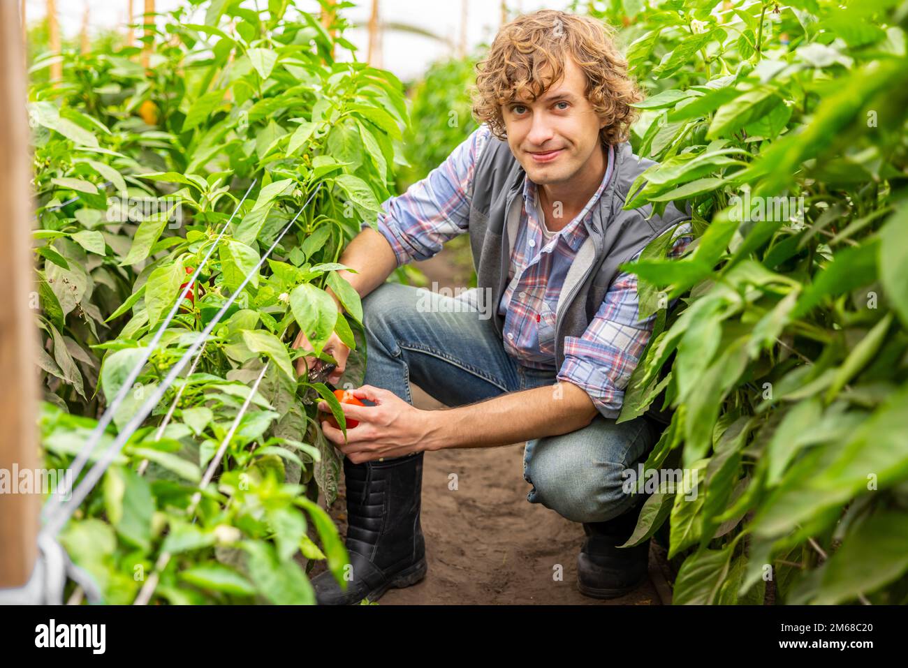 Cultivateur de légumes récoltant les cultures agricoles en serre Banque D'Images
