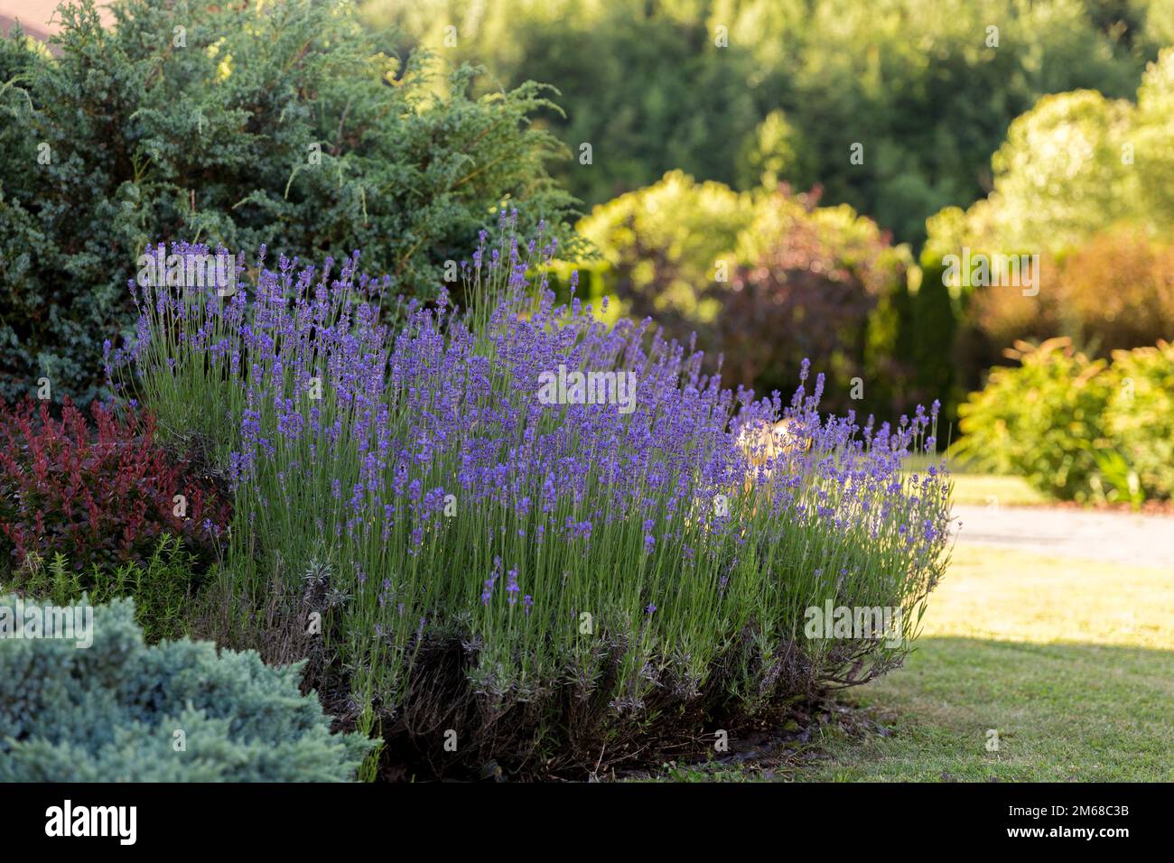 Arbustes fleuris à la lavande dans un jardin de chalet moderne - un exemple d'utilisation dans l'aménagement paysager. Buissons de lavande dans la conception de paysage entre autres plantes dans Banque D'Images