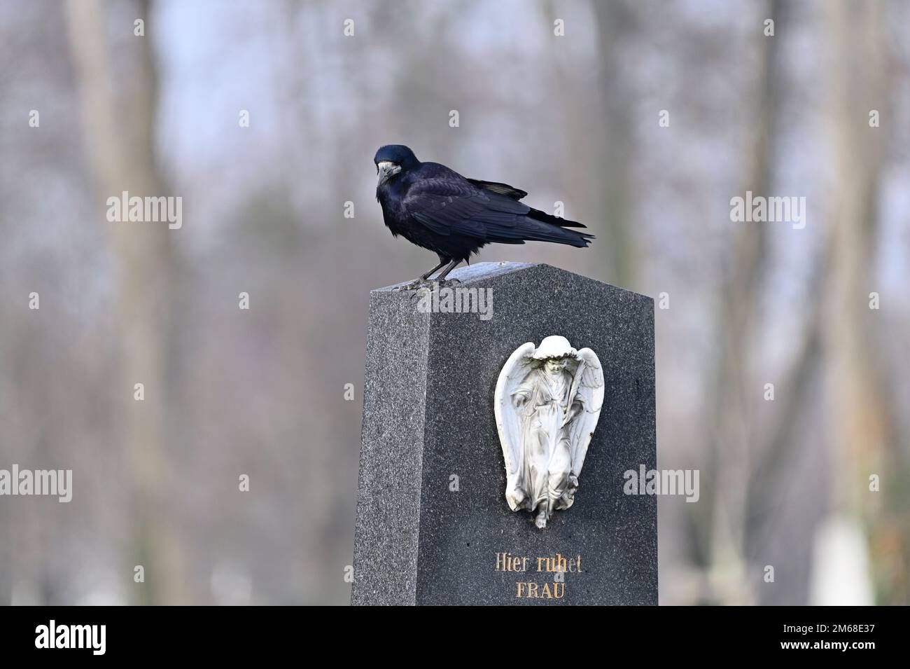 Vienne, Autriche. Crow (Corvus) au cimetière central de Vienne Banque D'Images Vienne, Autriche. Crow (Corvus) au cimetière central de Vienne Banque D'Images