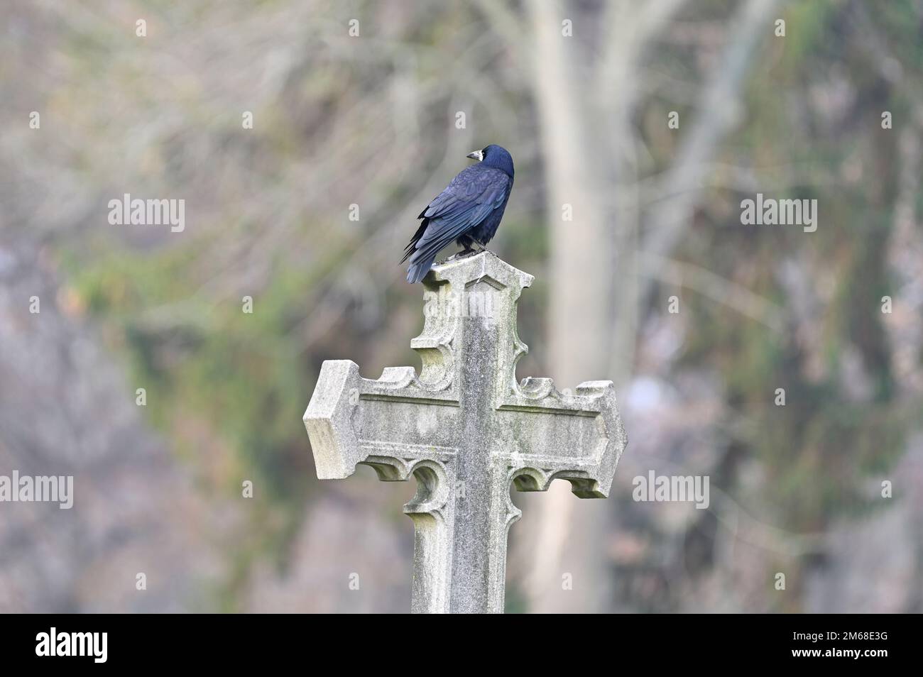 Vienne, Autriche. Crow (Corvus) au cimetière central de Vienne Banque D'Images Vienne, Autriche. Crow (Corvus) au cimetière central de Vienne Banque D'Images