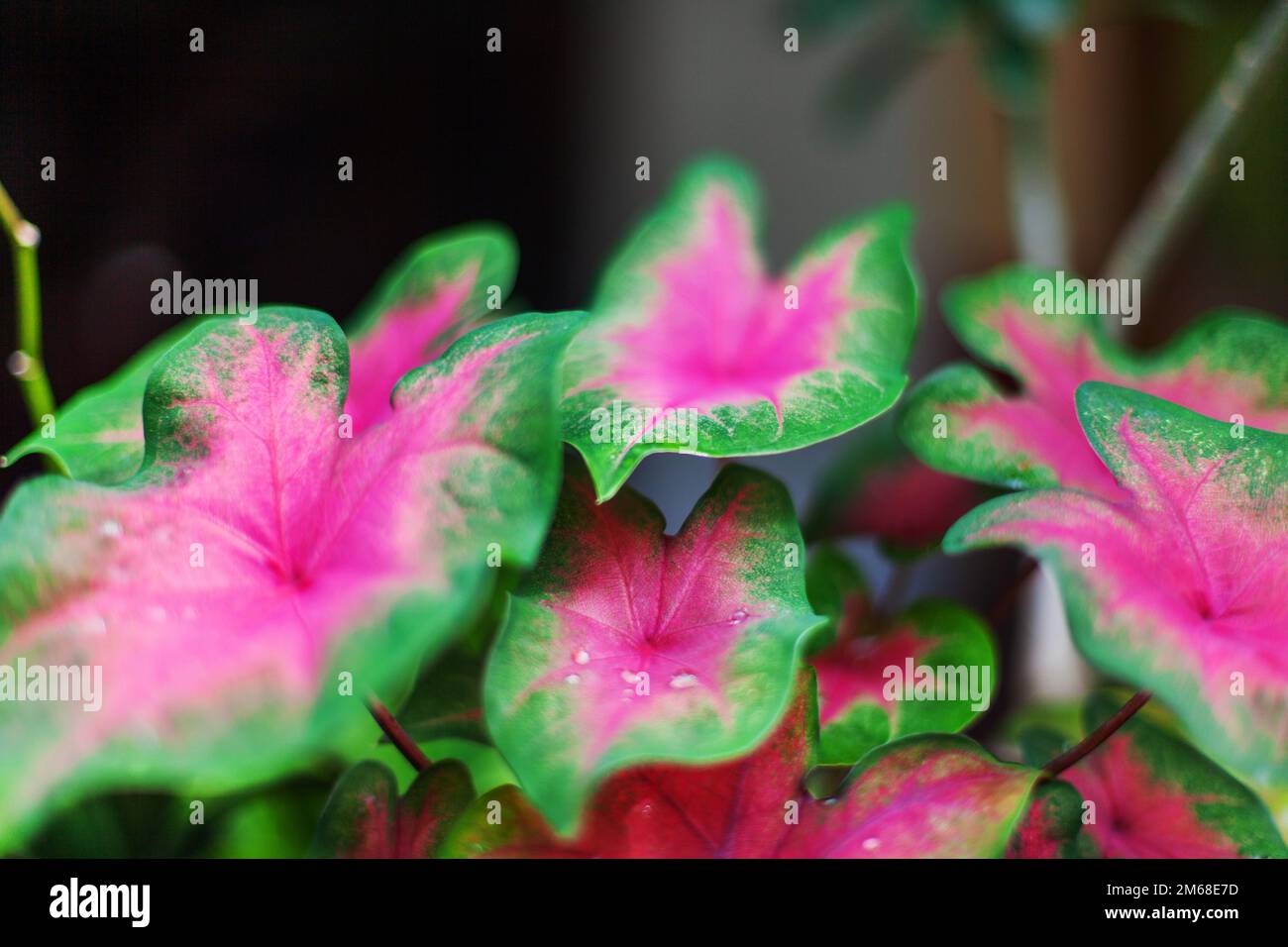 Caladium bicolor rouge vert feuilles flou flou flou flou de gros plan sombre, belle feuille rose colorée, feuillage en forme de coeur, plante tropicale exotique Banque D'Images