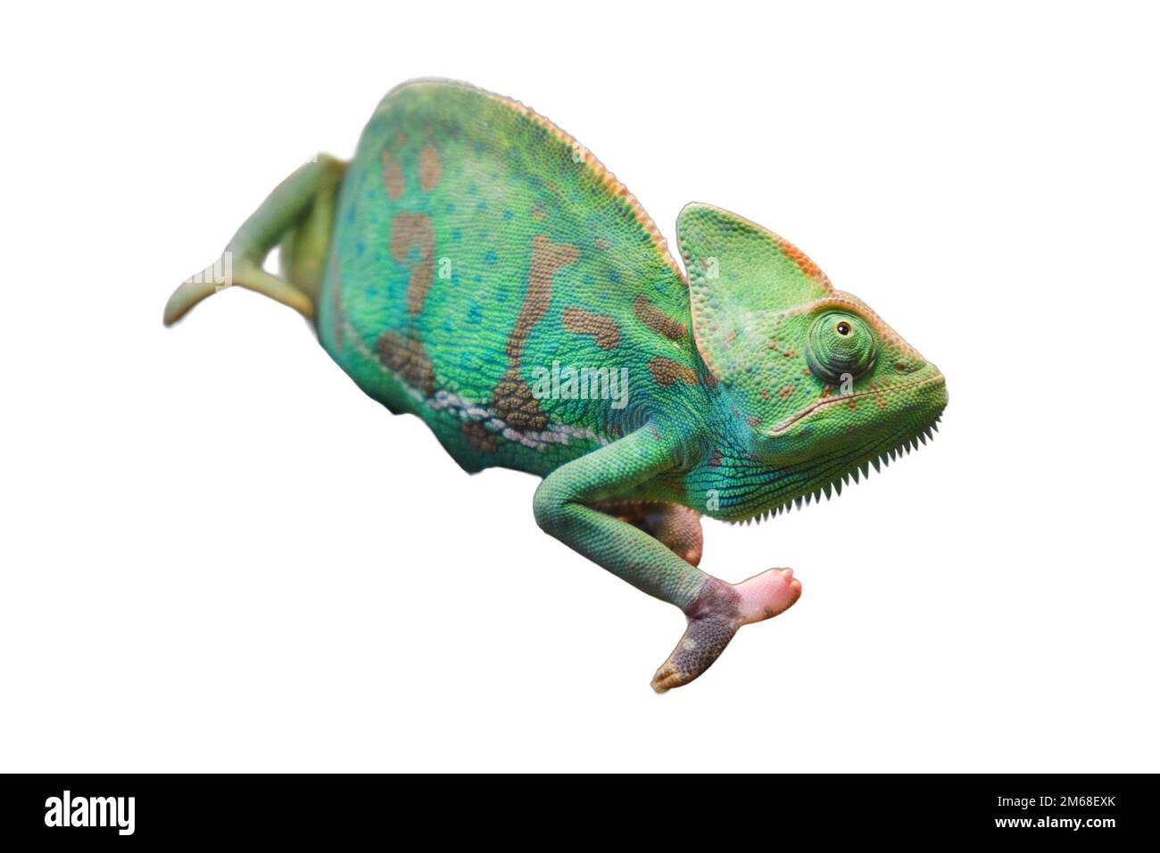 Le caméléon yéménite, ou camatelero calyptratus, est une espèce de lézards de la famille des caméléons. Un des plus grands représentants de salut Banque D'Images
