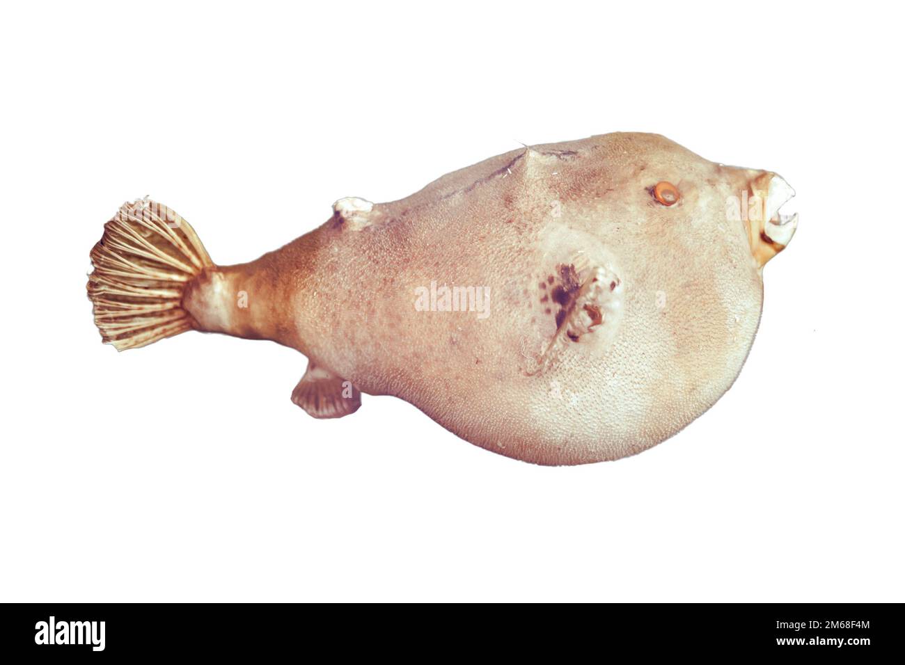 Poisson Puffer - poissonballoon, isolé sur fond blanc Banque D'Images