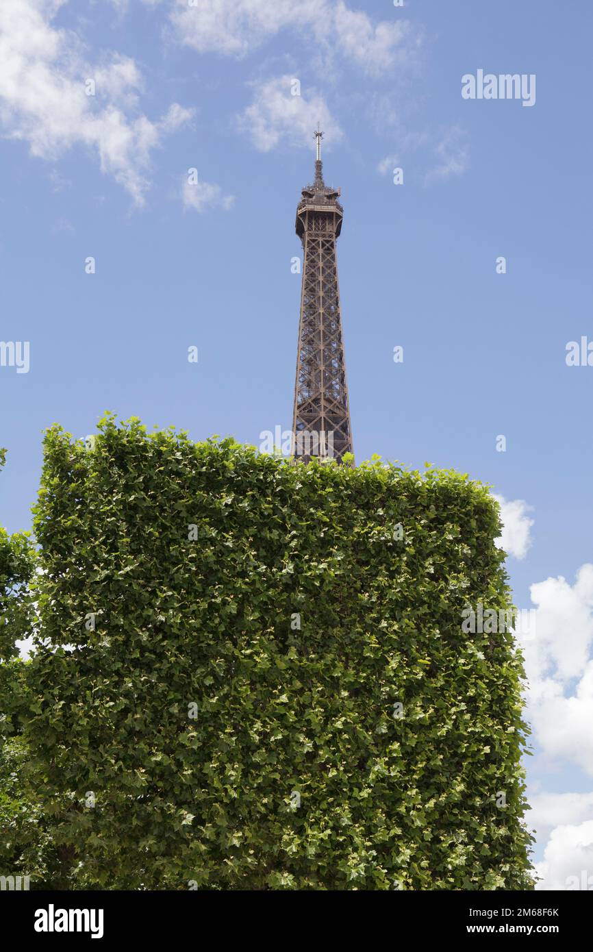 La Tour Eiffel derrière un arbre coupé à Paris Banque D'Images