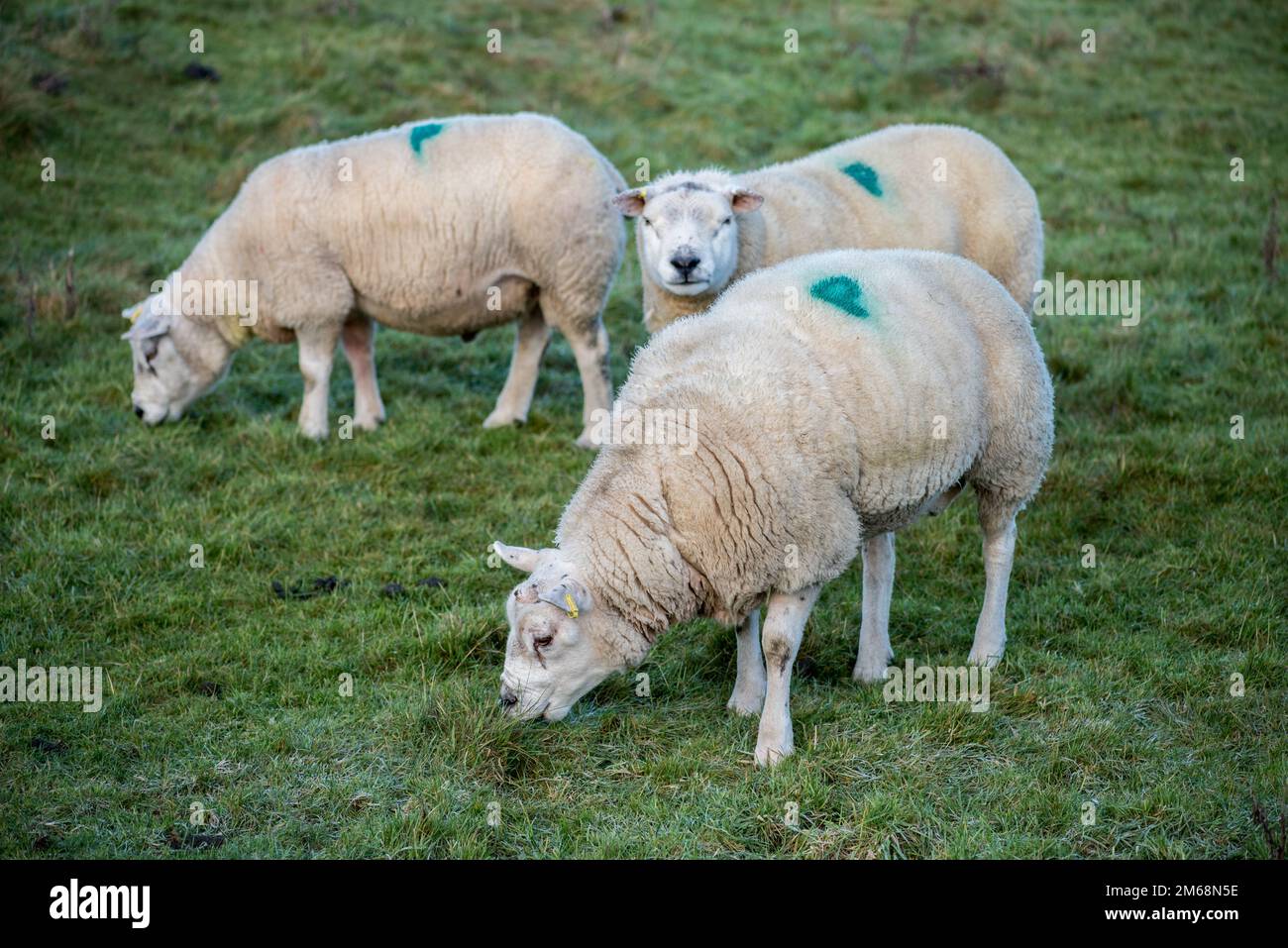 Début janvier, les moutons Texel (tups) sont gardés ensemble comme un petit groupe après leur utilisation pendant la saison de reproduction d'automne. Banque D'Images