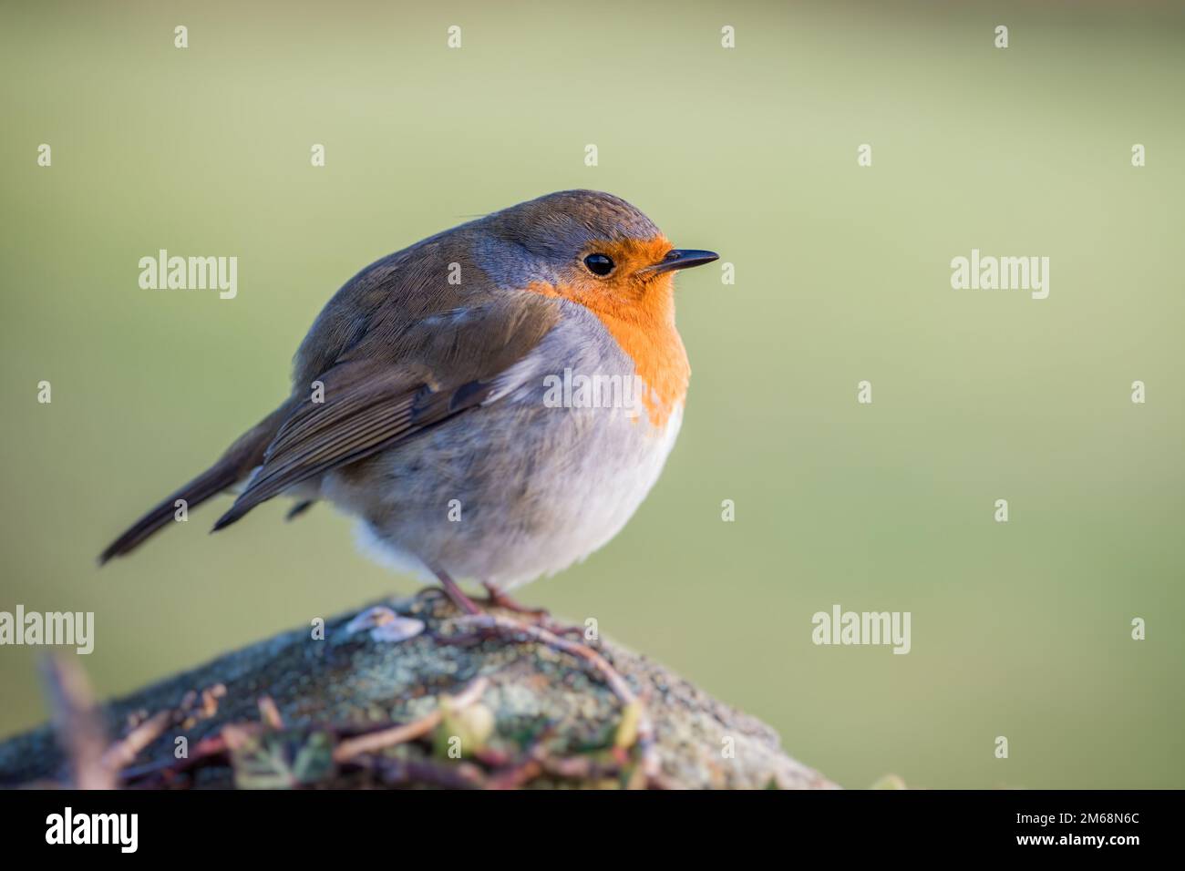 Erithacus (grec: 'robin' (erithacos) est un genre d'oiseau de passerine qui contient une seule espèce existante, le robin européen (erithacus rubecula). Banque D'Images