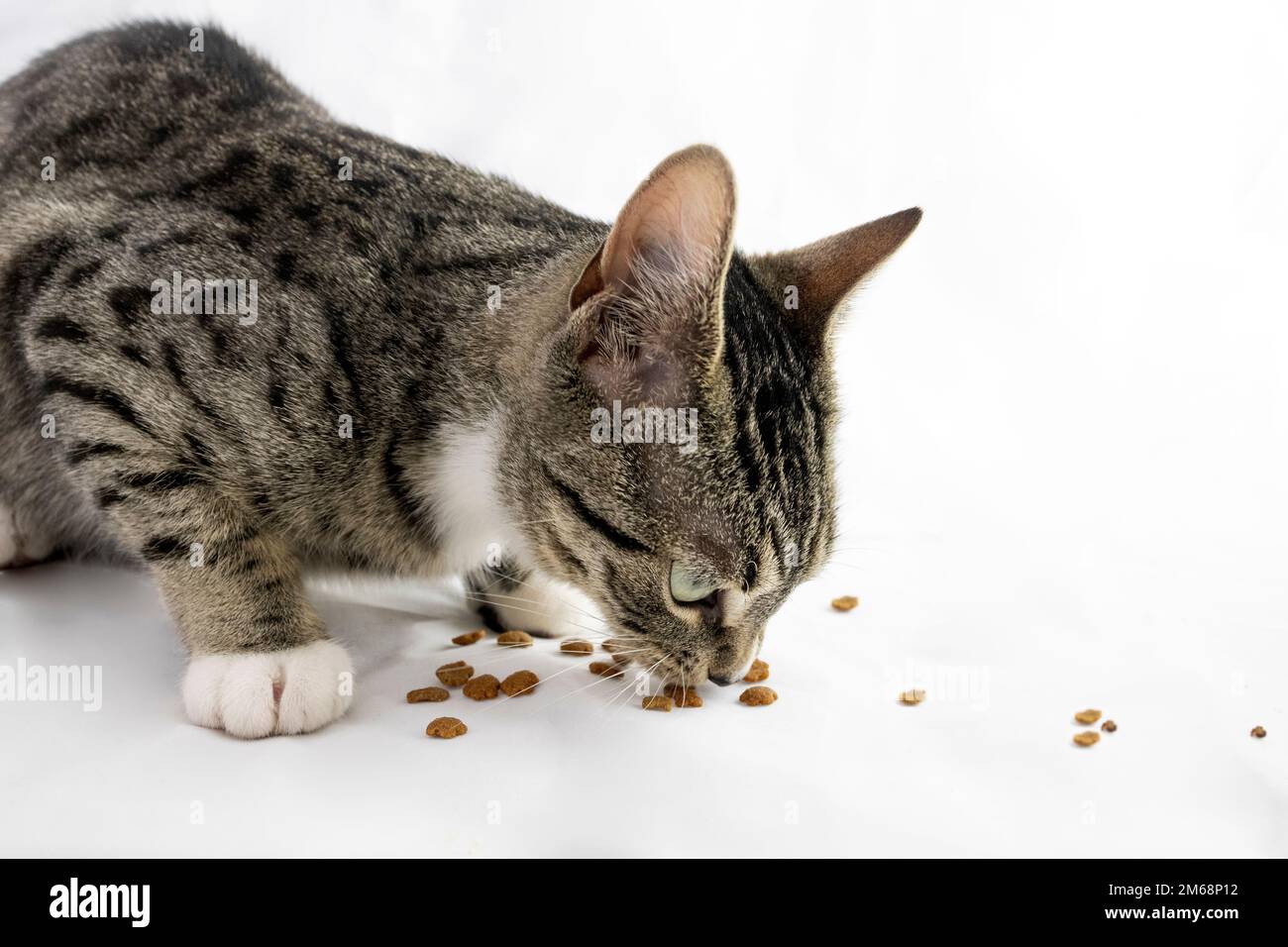 Régime et nutrition des animaux montrant un chat mangeant de la nourriture sur fond blanc Banque D'Images
