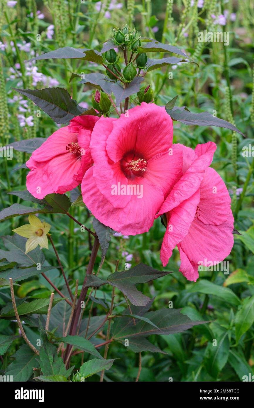 Hibiscus moscheutos Planet Griotte Tangri, Swamp Rose Mallow Tangri Banque D'Images