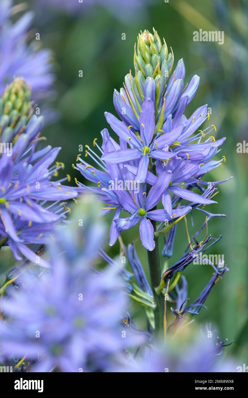 Camassia leichtlinii, grand camas, grand camas, Camassia, fleurs bleues en forme d'étoile dans les ratons laveurs Banque D'Images