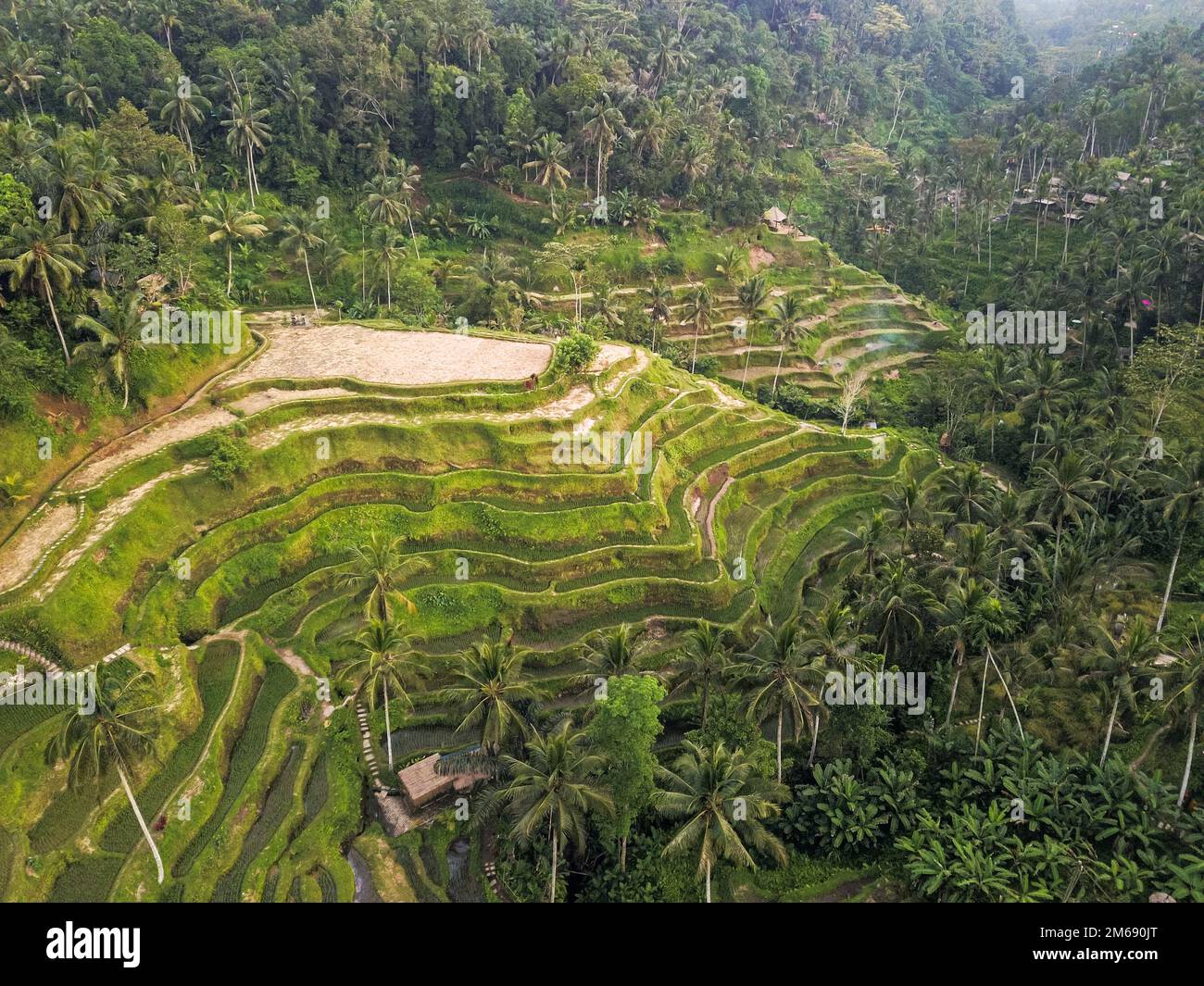 Tegallalang Rice Terraces, Ubud, Bali, Indonésie. Vue de dessus tir de drone de champs de riz en cascade. Vue panoramique sur la nature de l'Indonésie. Beauté de Banque D'Images