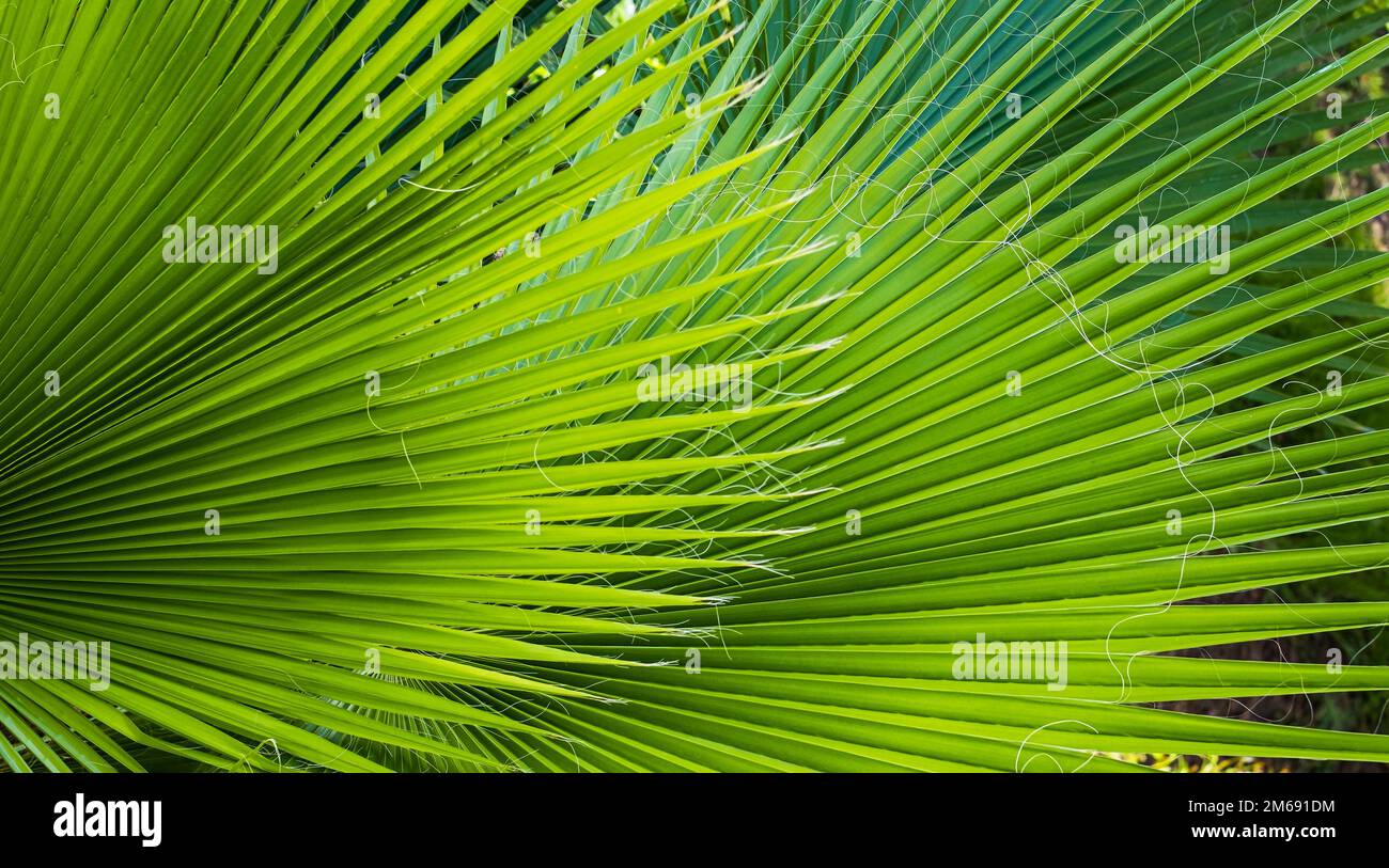 Fond vert frais, feuilles d'un jeune palmier vue rapprochée Banque D'Images
