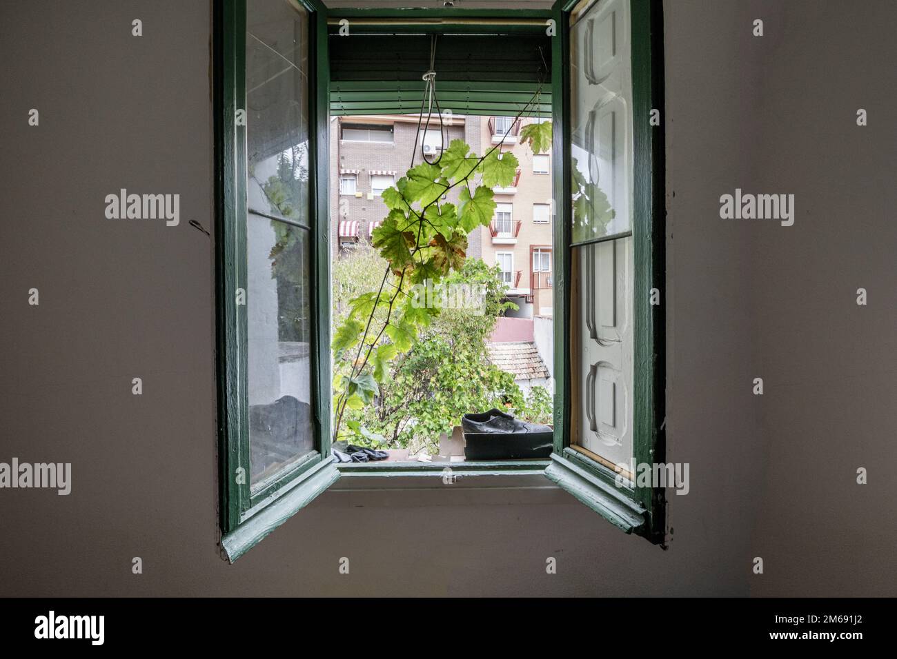 Chambre avec une fenêtre ouverte avec des feuilles de bois et de verre peint en vert et quelques branches à travers le cadre Banque D'Images