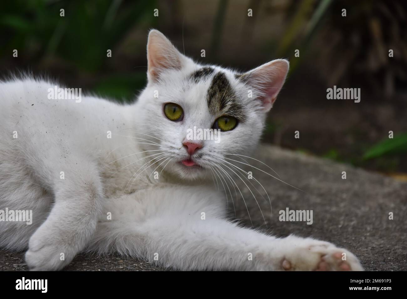 Un chat allongé avec sa langue Banque D'Images
