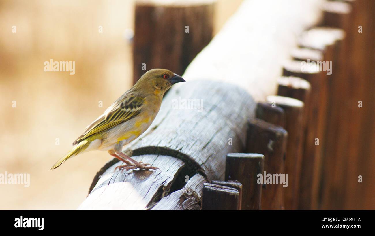 Oiseau vert sur une clôture en bois Banque D'Images