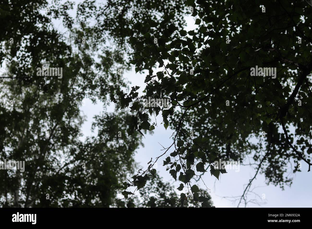 Sommet d'arbres contre le ciel, un jour d'été. Photo prise sur les rives du lac Uvildy, région de Chelyabinsk, Russie. Banque D'Images