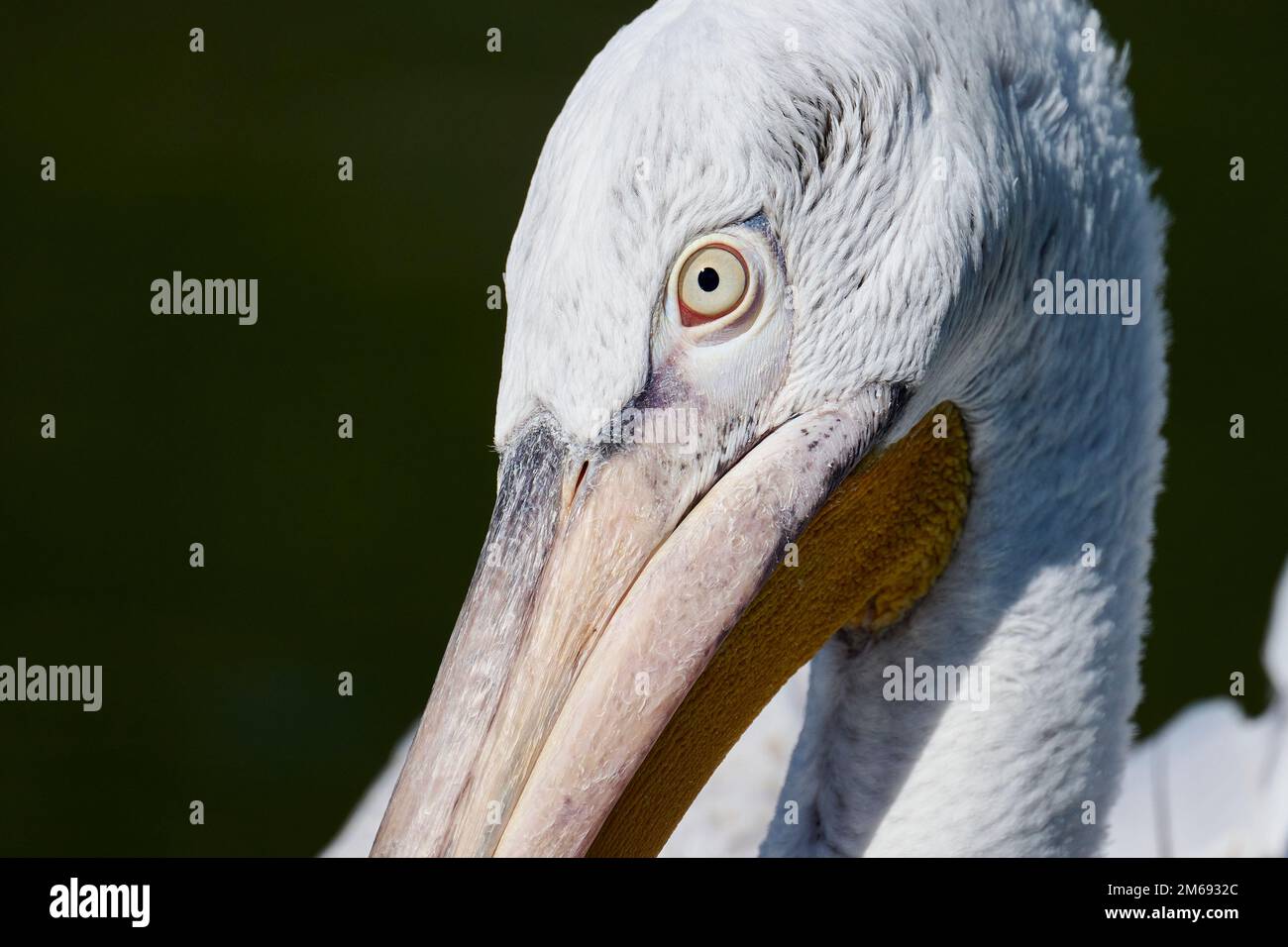 Pelican à Arundel Wetlands Banque D'Images
