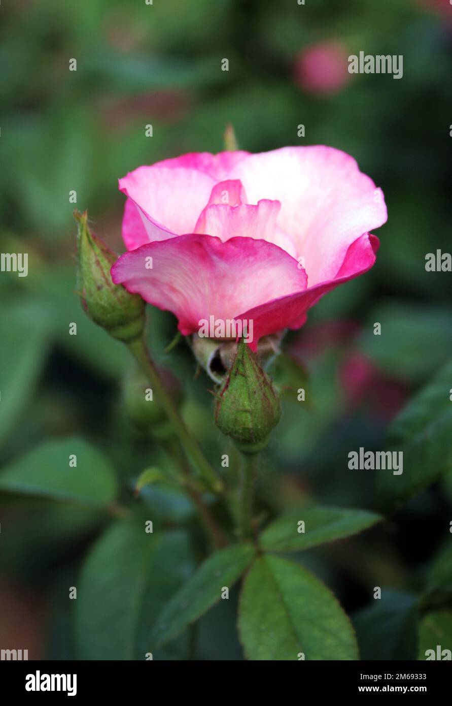 Rose rose sur parterre à fleurs Banque D'Images