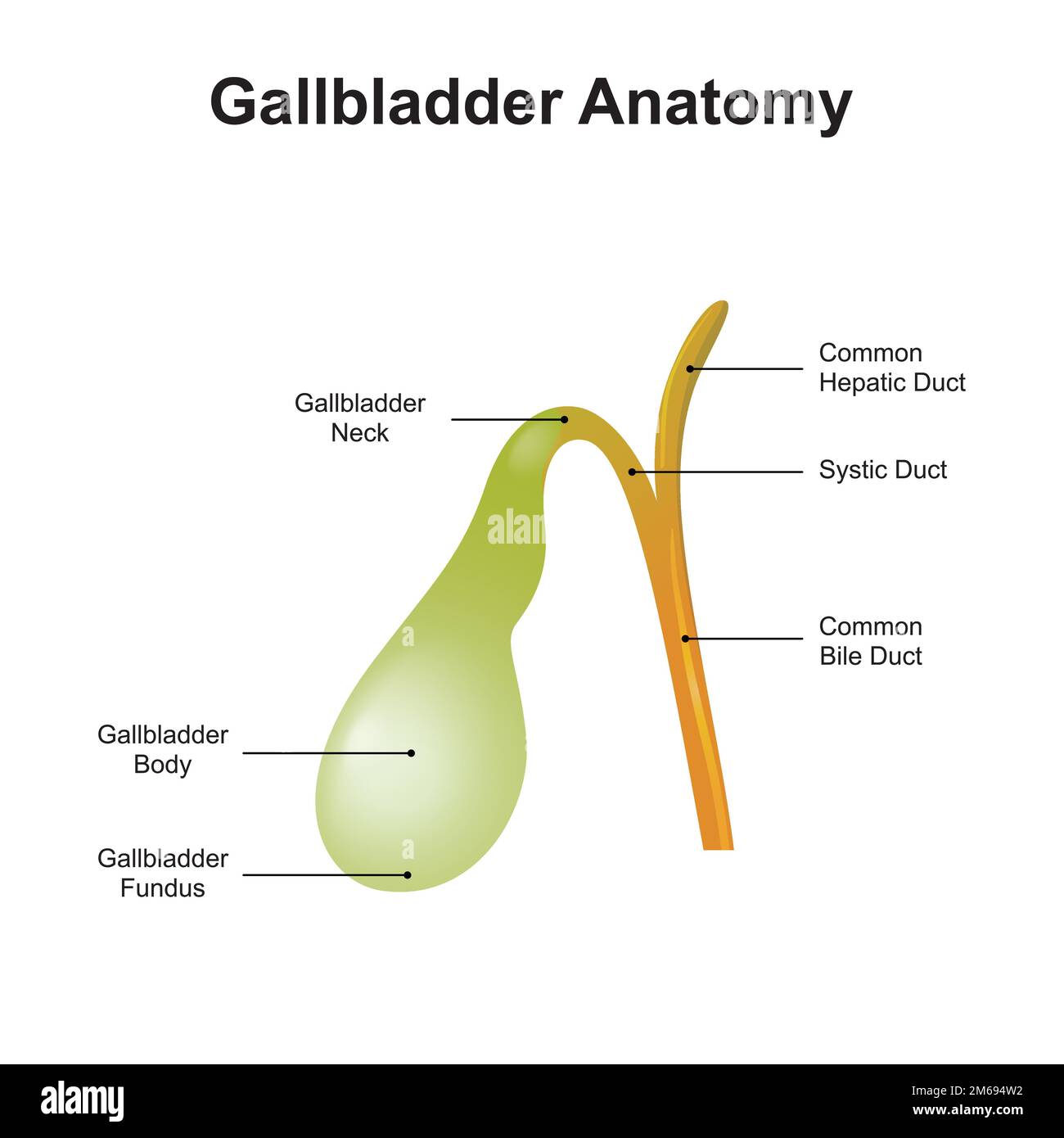 Conception scientifique de l'anatomie de la vésicule biliaire. Illustration vectorielle. Illustration de Vecteur
