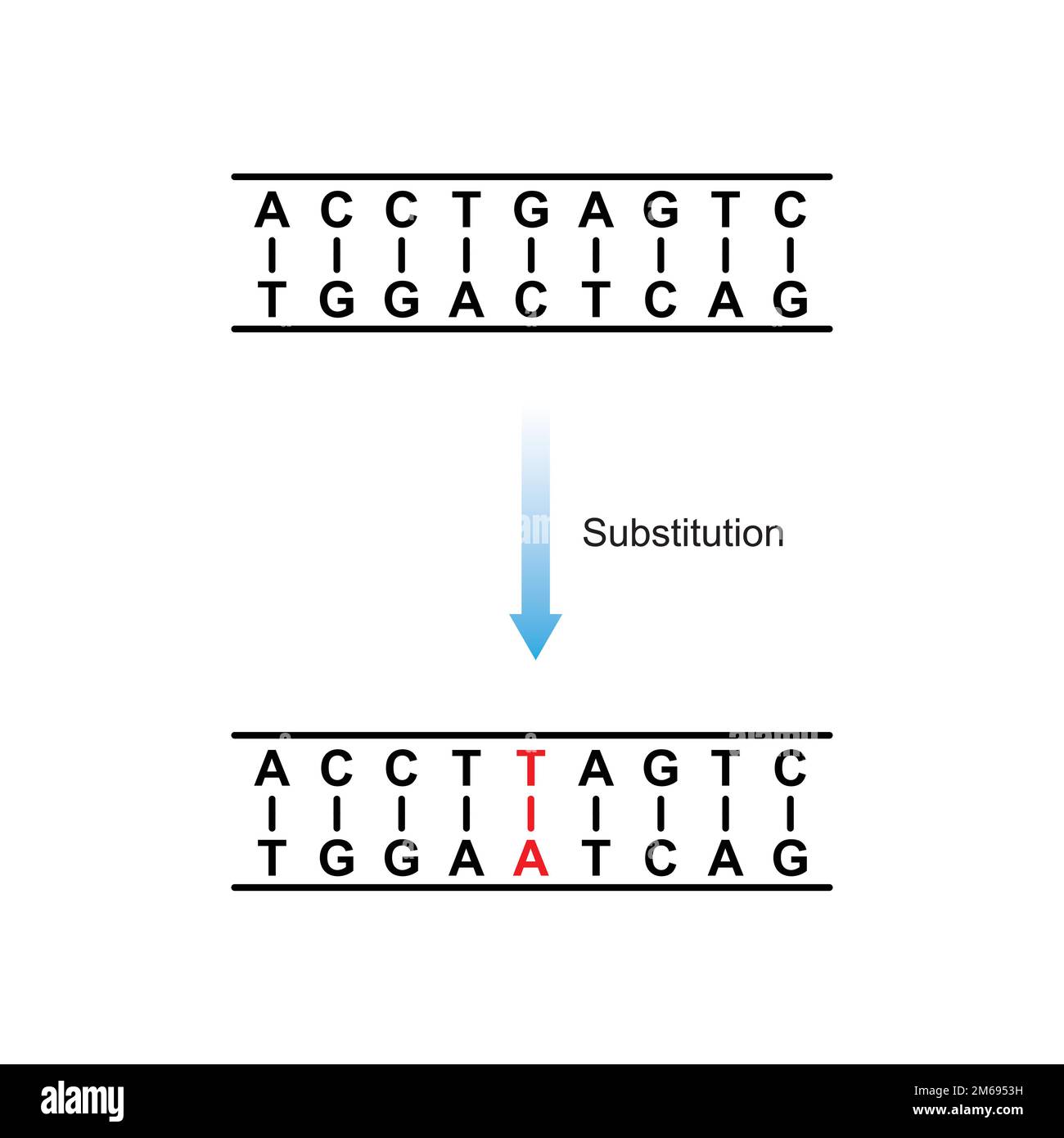 Mutation de substitution conception scientifique. Illustration vectorielle. Illustration de Vecteur Mutation de substitution conception scientifique. Illustration vectorielle. Illustration de Vecteur