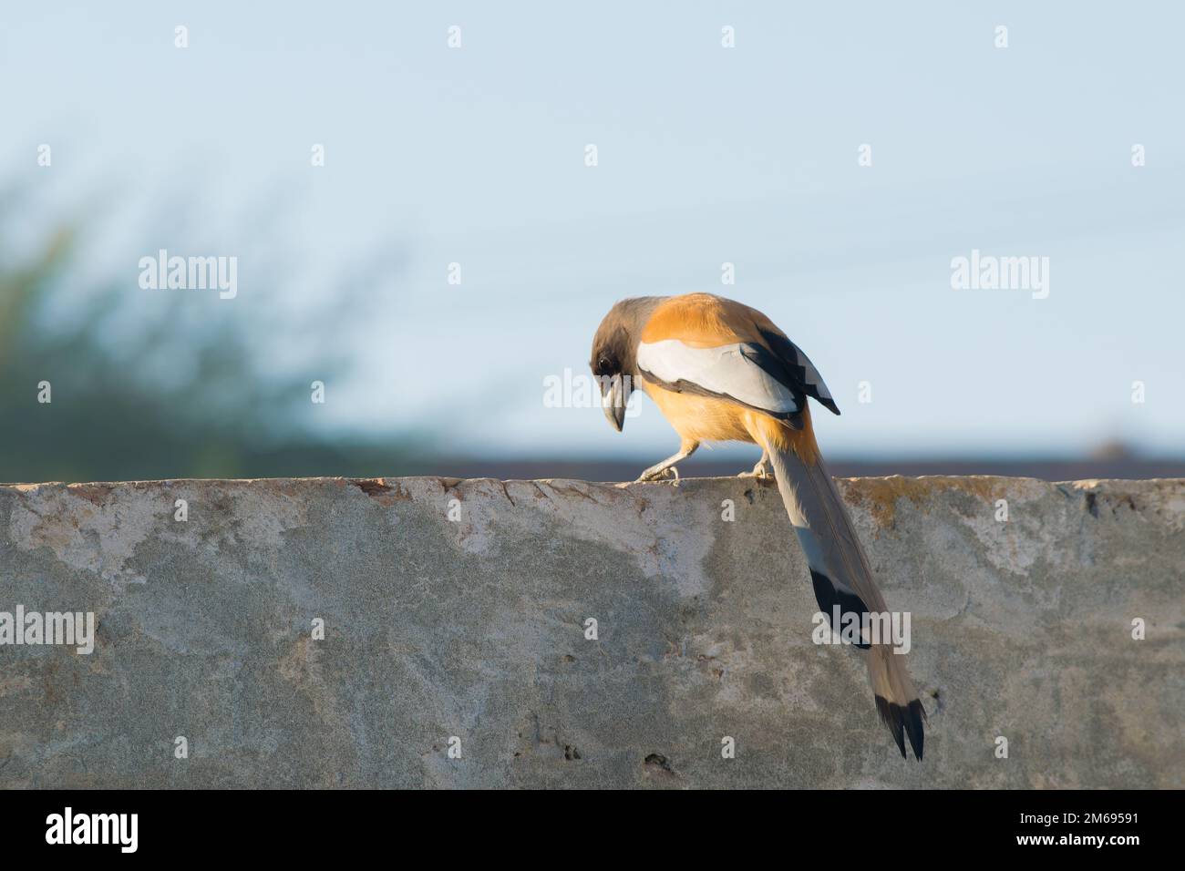 Belle image de gros plan d'oiseau rufous assis dans une maison avec un arrière-plan flou et une mise au point sélective. Portrait de trépie rufous. Banque D'Images