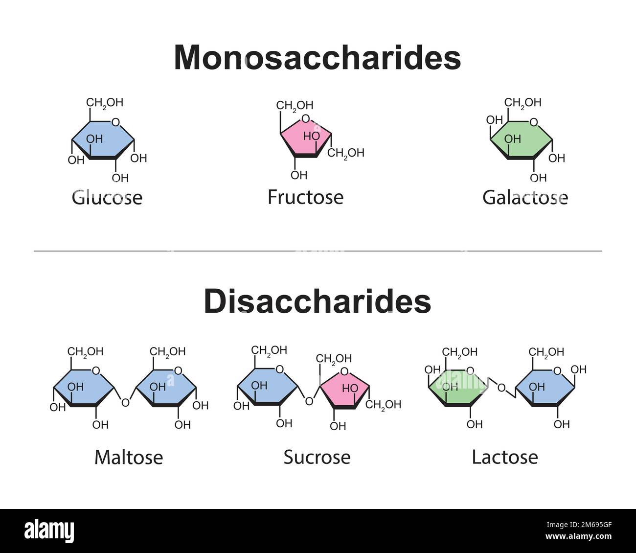 Monosaccharides et disaccharides conception scientifique. illustration vectorielle. Illustration de Vecteur