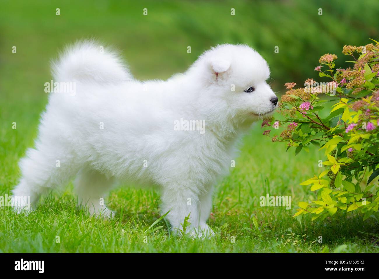 Chien samoyé chiot sentant la fleur le jour d'été Banque D'Images