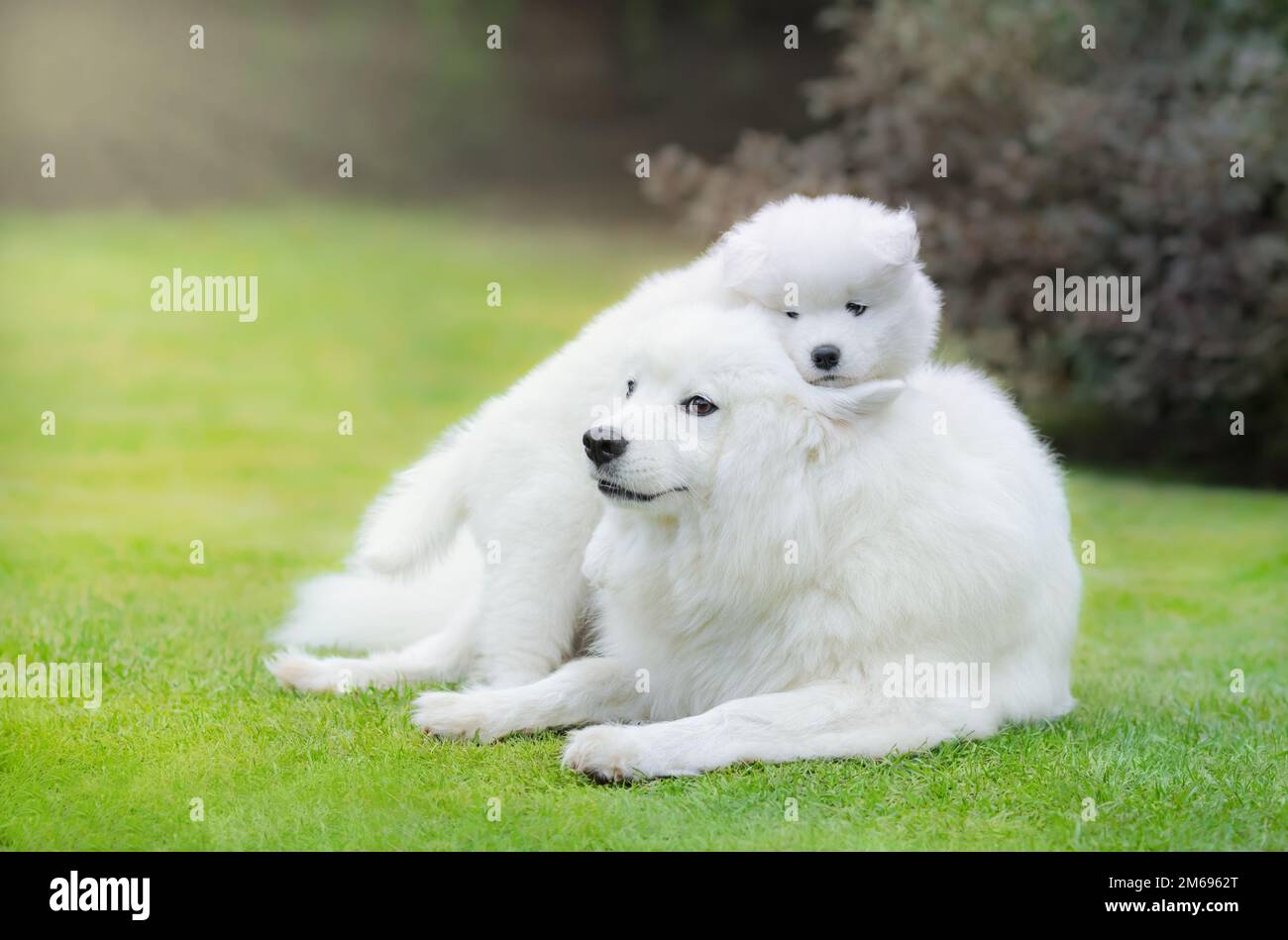 Chien Samoyed avec un chiot de chien Samoyed allongé sur l'herbe Banque D'Images