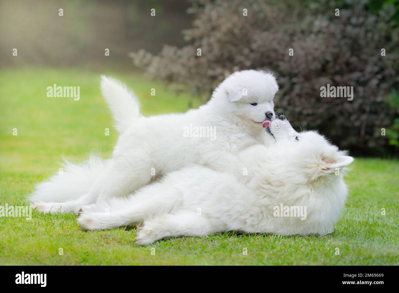 Chien de Samoyed avec le chiot couché sur l'herbe Banque D'Images