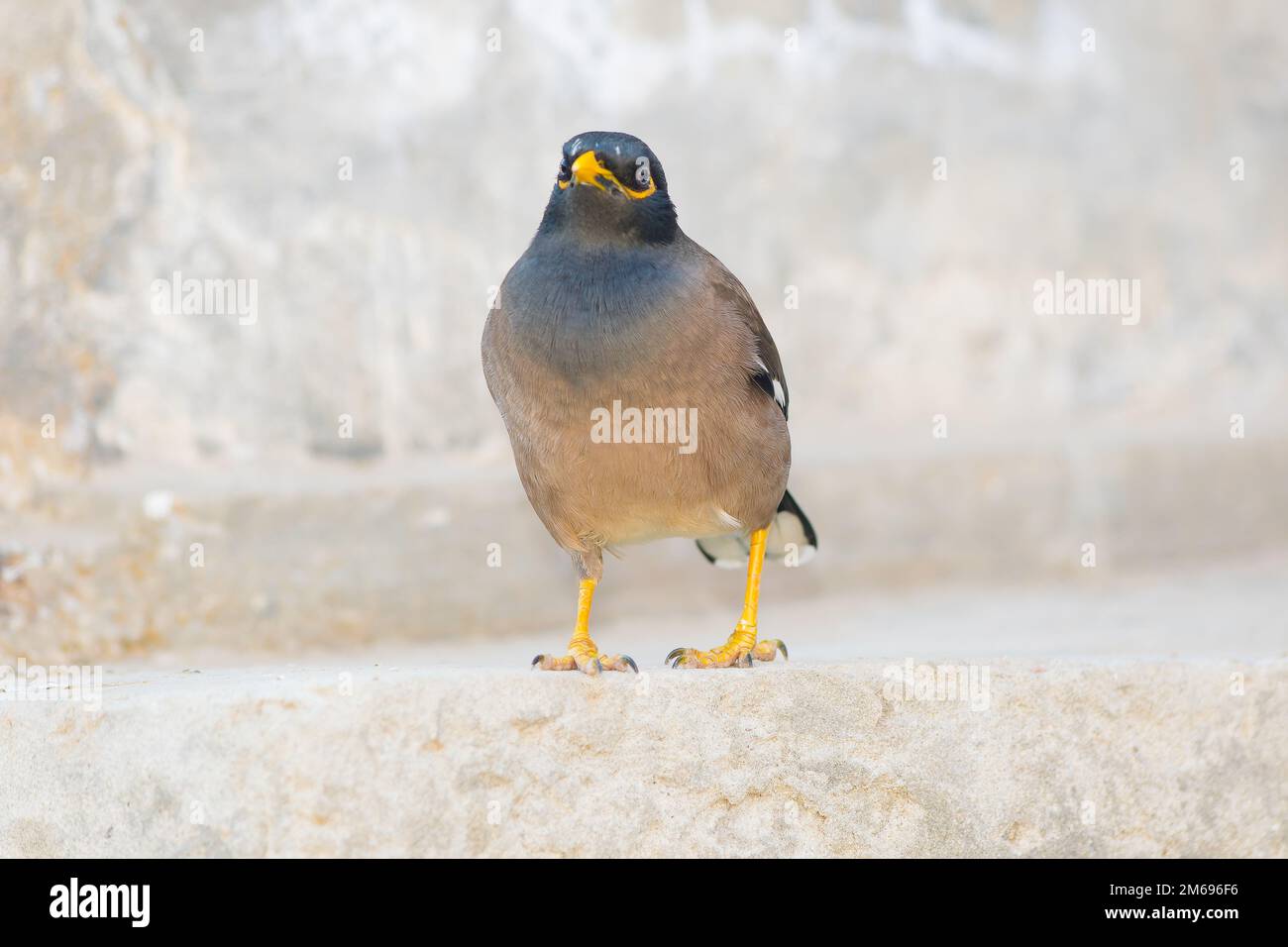 Gros plan d'un oiseau de myna commun assis dans une maison avec un arrière-plan flou et une mise au point sélective. Portrait d'un oiseau étoilé. Banque D'Images