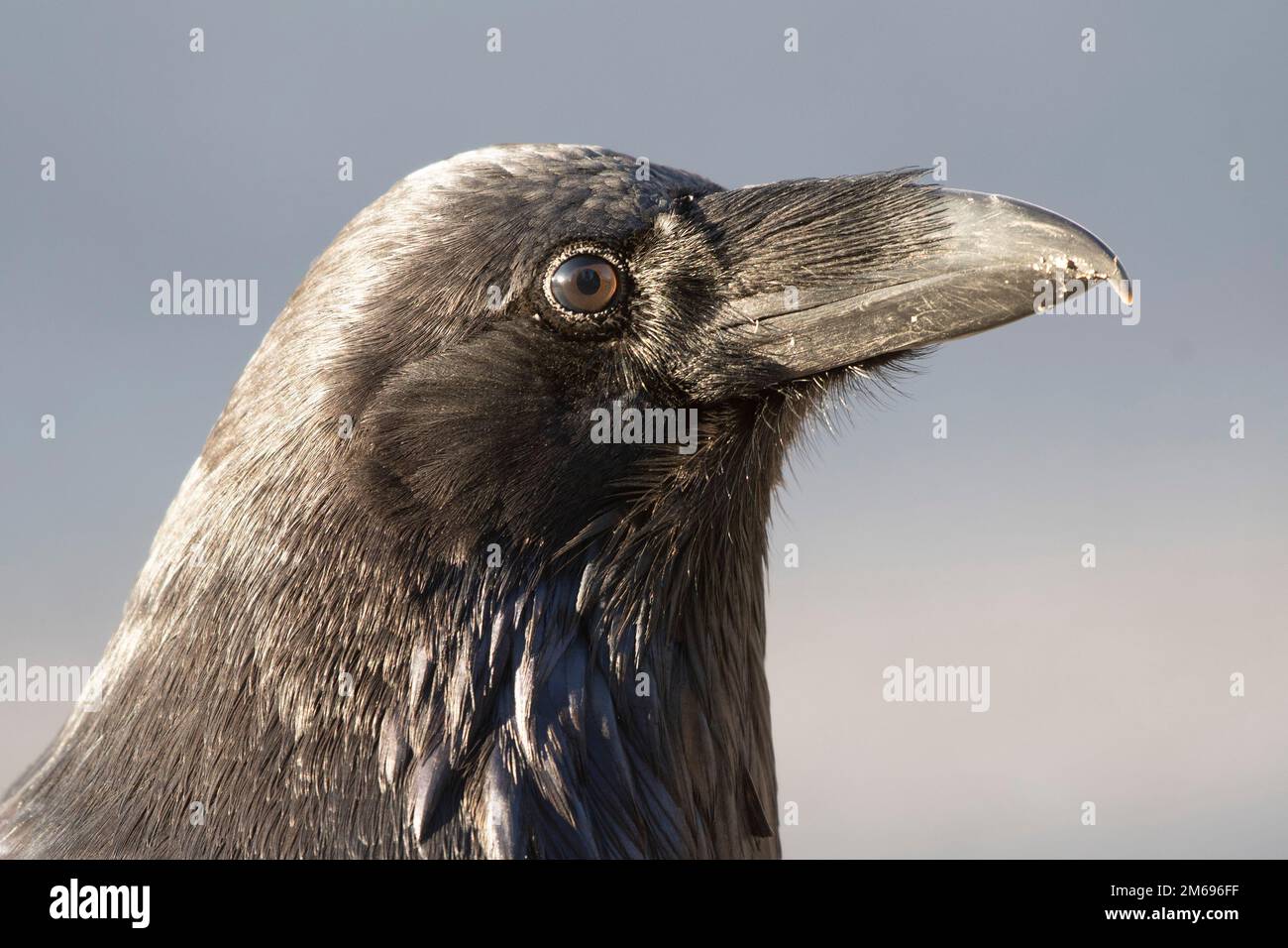 Corvus corax Corvus de Corbeau commun photographié dans le parc national Jasper, dans un ciel bleu clair. Gros plan avec texture plumes détaillée. Animal spirituel, symbole. Banque D'Images