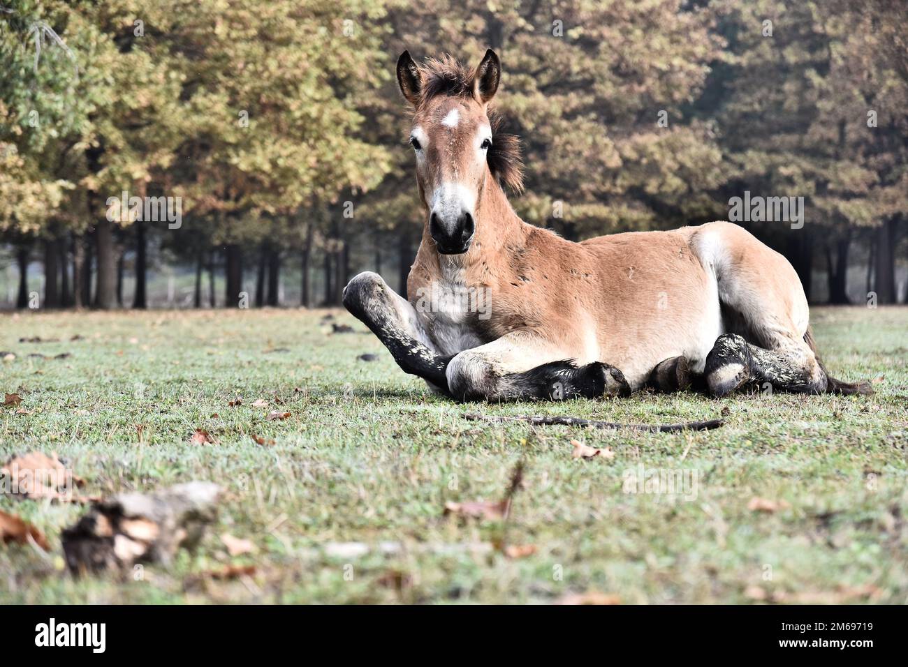 Un cheval posé sur le sol Banque D'Images