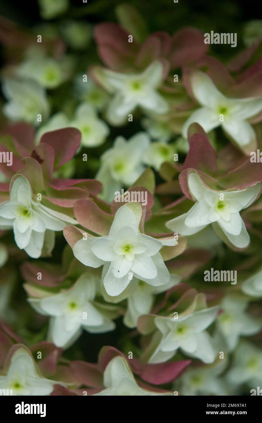 Gros plan sur une sélection de fleurs d'hortensia d'un plus grand groupe de fleurs d'hortensia Banque D'Images