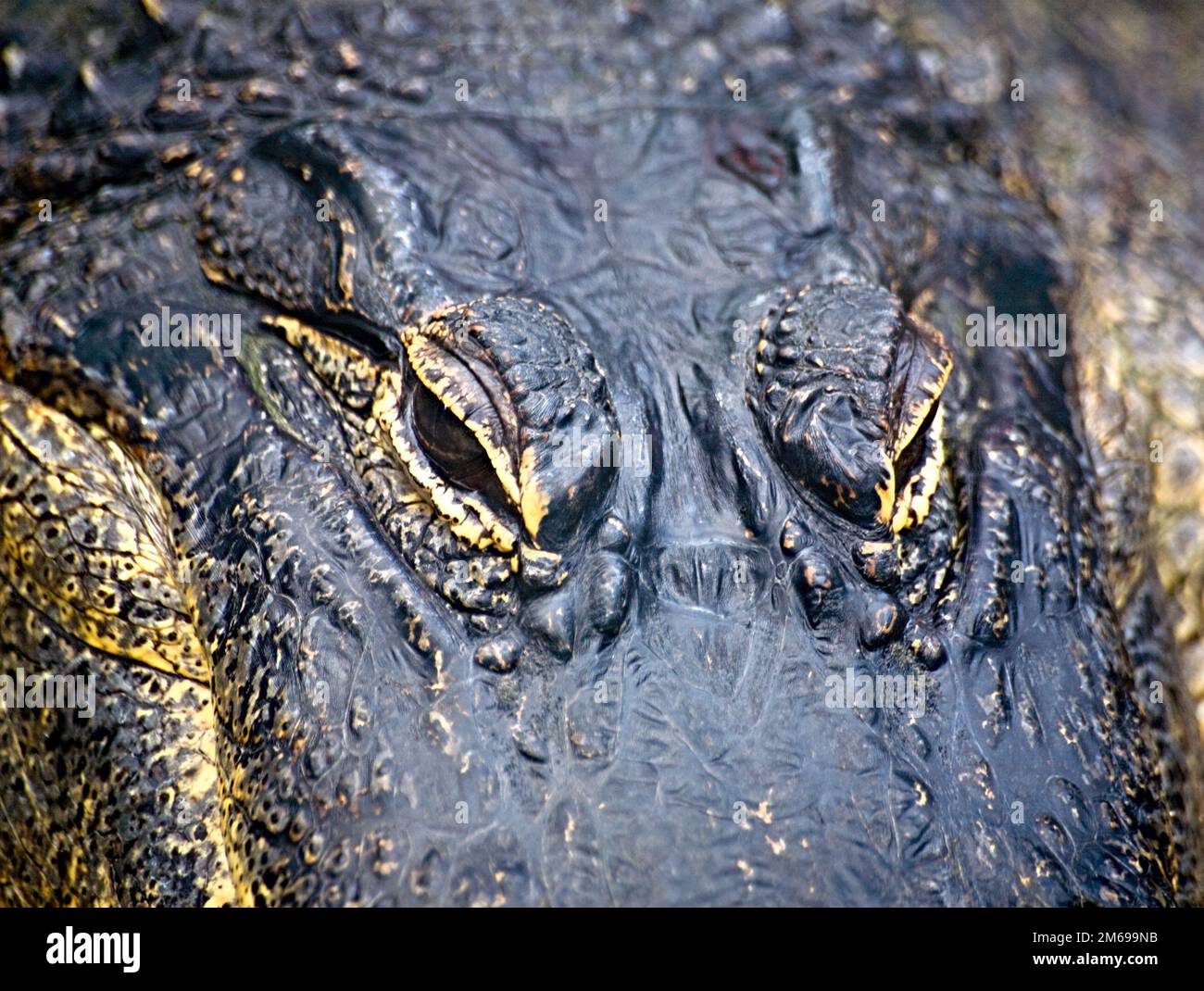 Yeux d’alligator Banque D'Images