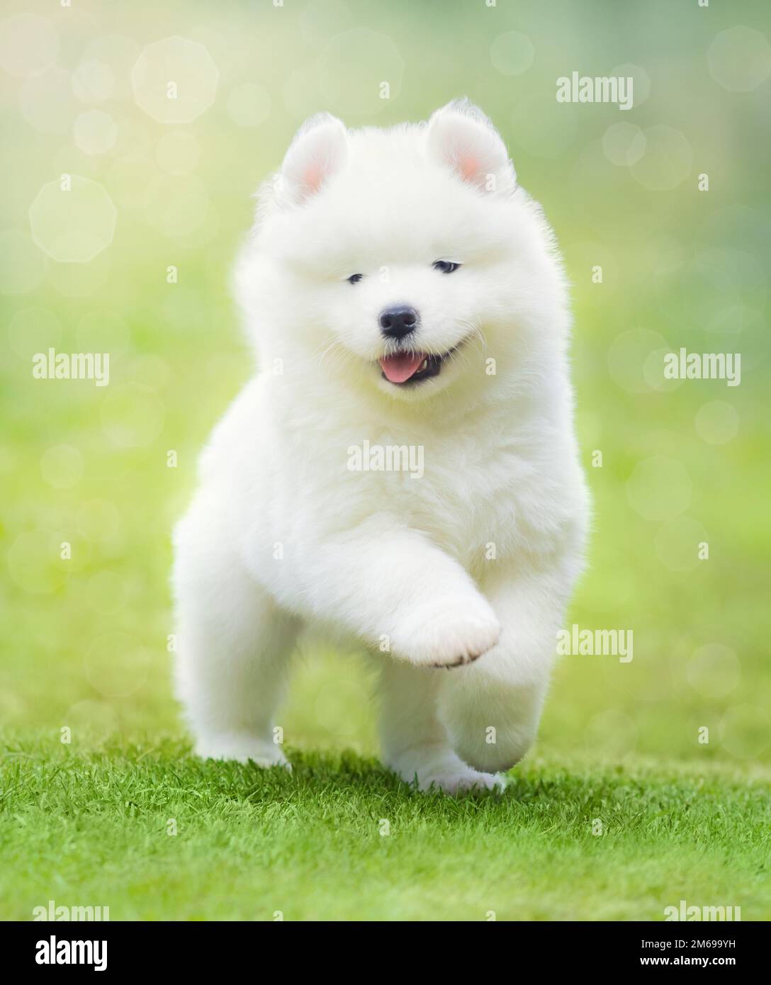 Chiot blanc de chien Samoyed courant sur l'herbe verte. Banque D'Images