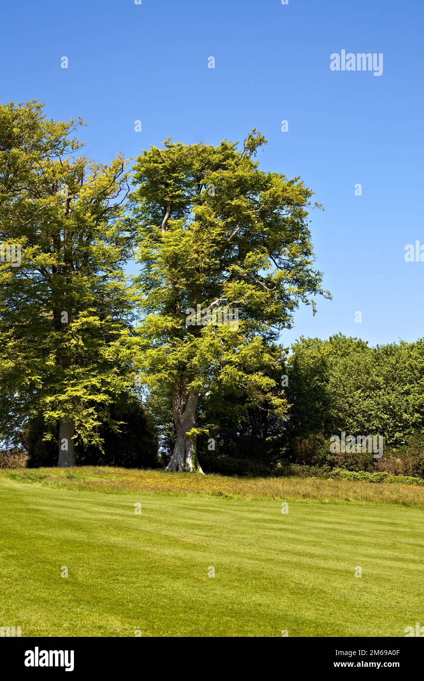 Pelouse rayée Banque D'Images