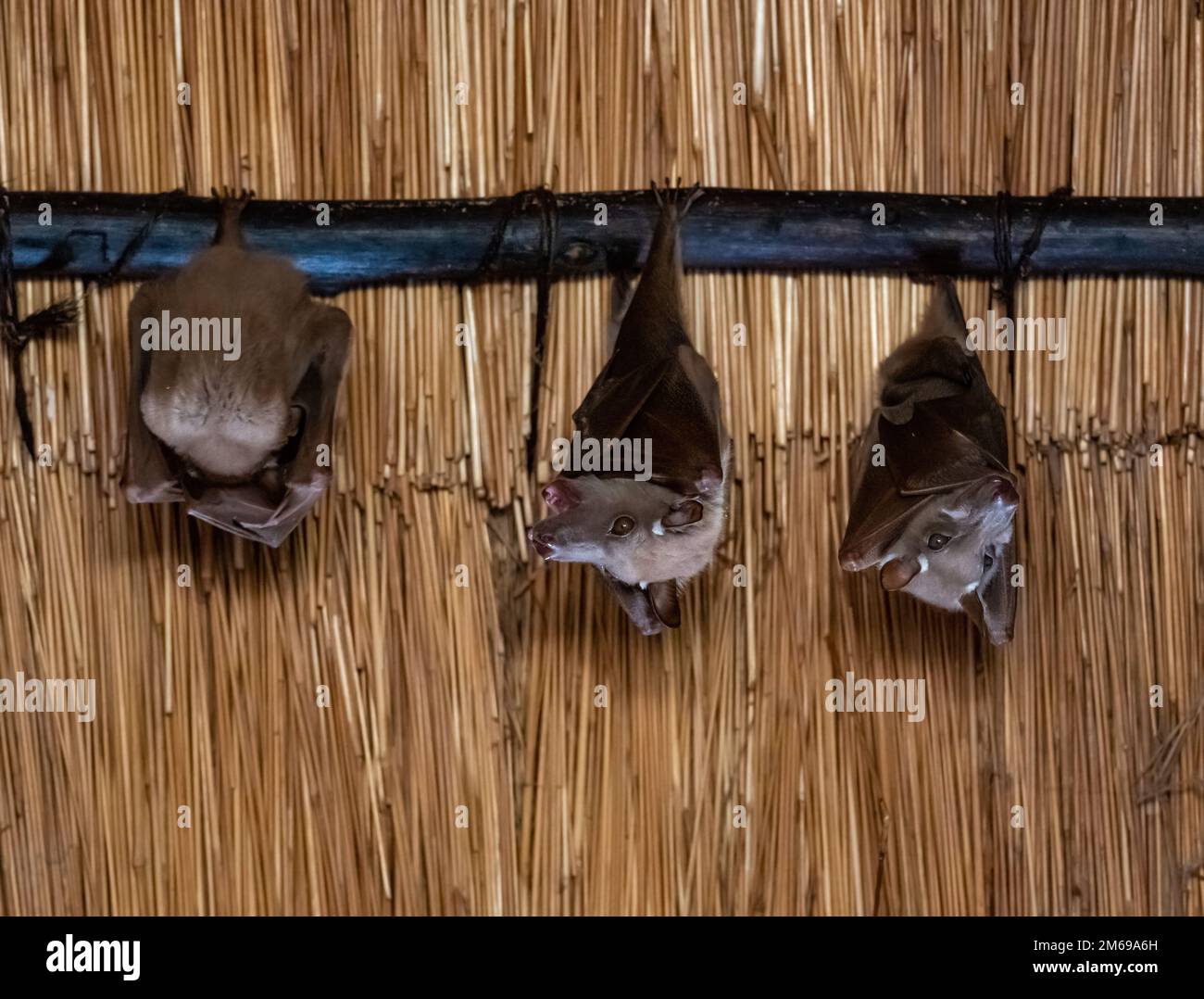 Les chauves-souris fruitées à pattes de Wahllberg (Epomophorus wahlbergi) rôtissent sous un toit de chaume. Parc national Kruger, Afrique du Sud. Banque D'Images