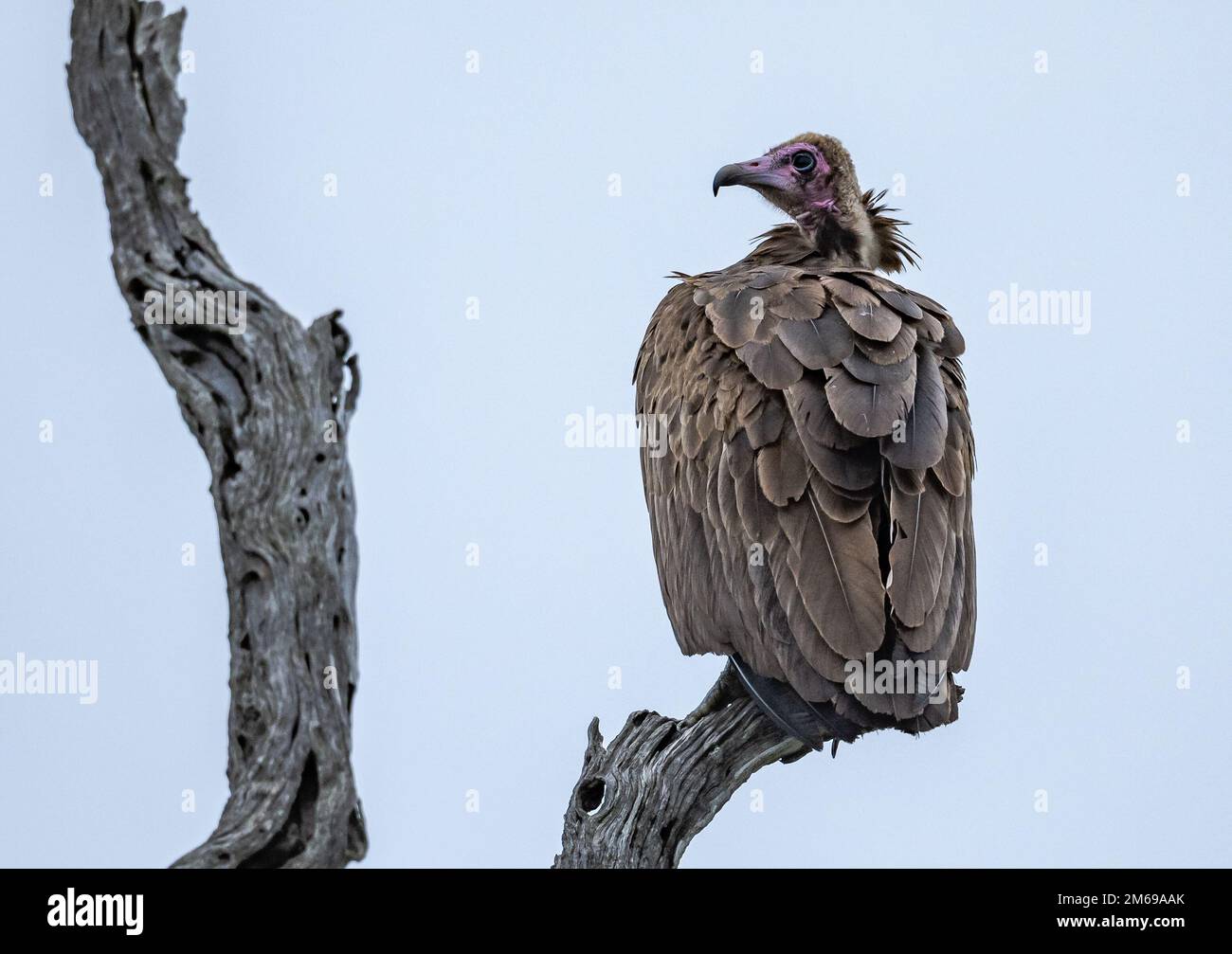 Une Vulture à capuchon (Necrosyrtes monachus) en danger critique perchée sur une branche. Parc national Kruger, Afrique du Sud. Banque D'Images