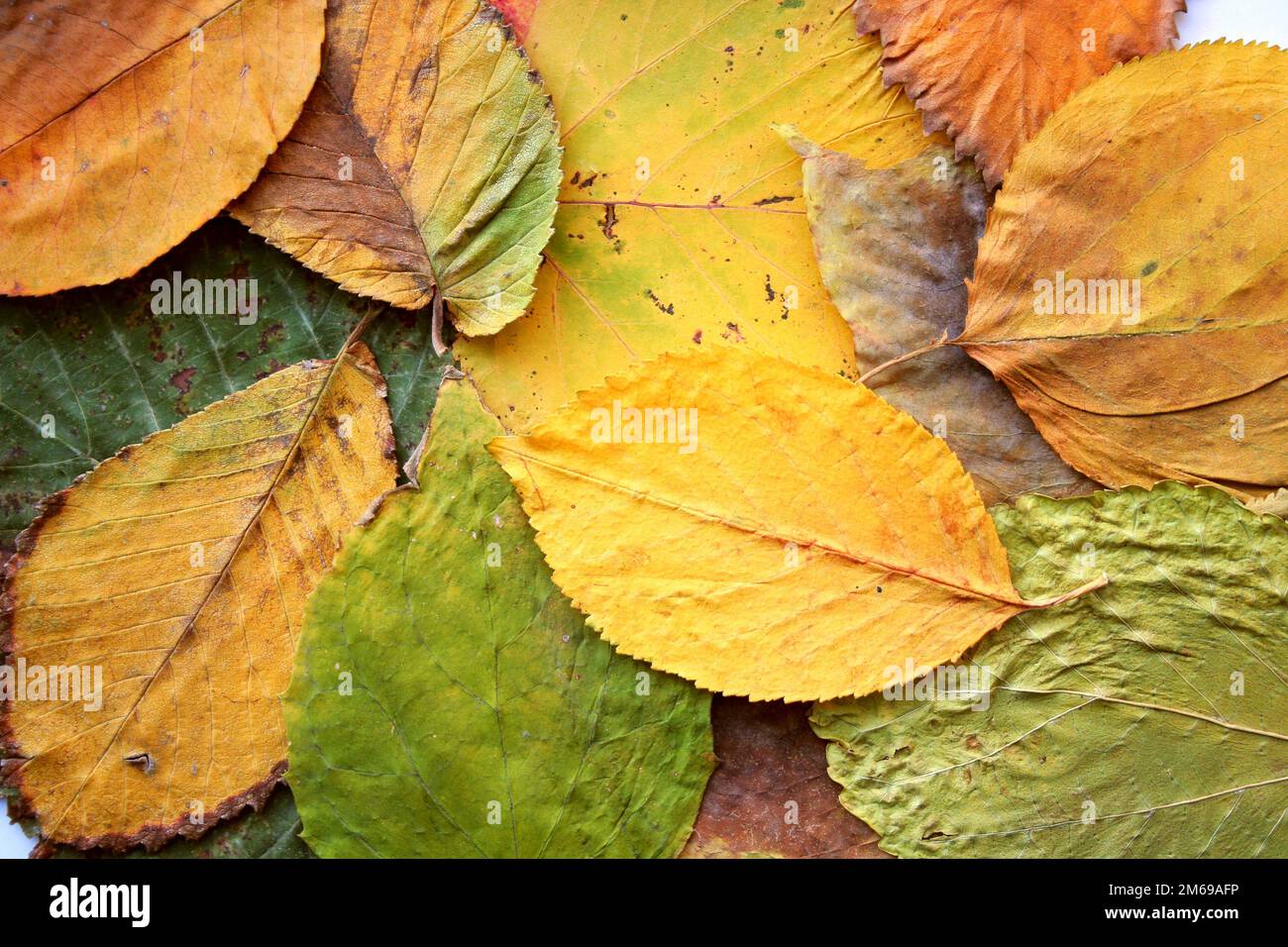 Série de textures (feuilles d'arrière-plan automnales) Banque D'Images