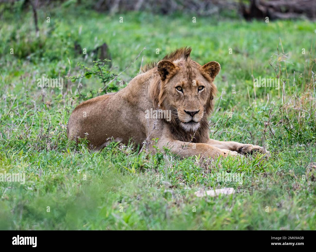 Un jeune lion mâle (Panthera leo) reposant dans les buissons. Parc national Kruger, Afrique du Sud. Banque D'Images