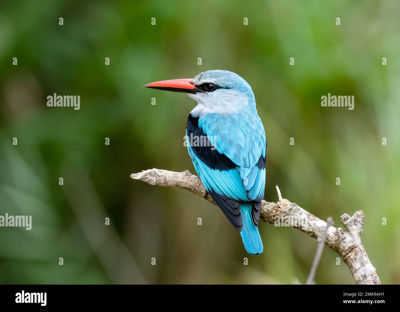 Un Kingfisher (Halcyon senegalensis) perché sur une branche. Parc national Kruger, Afrique du Sud. Banque D'Images