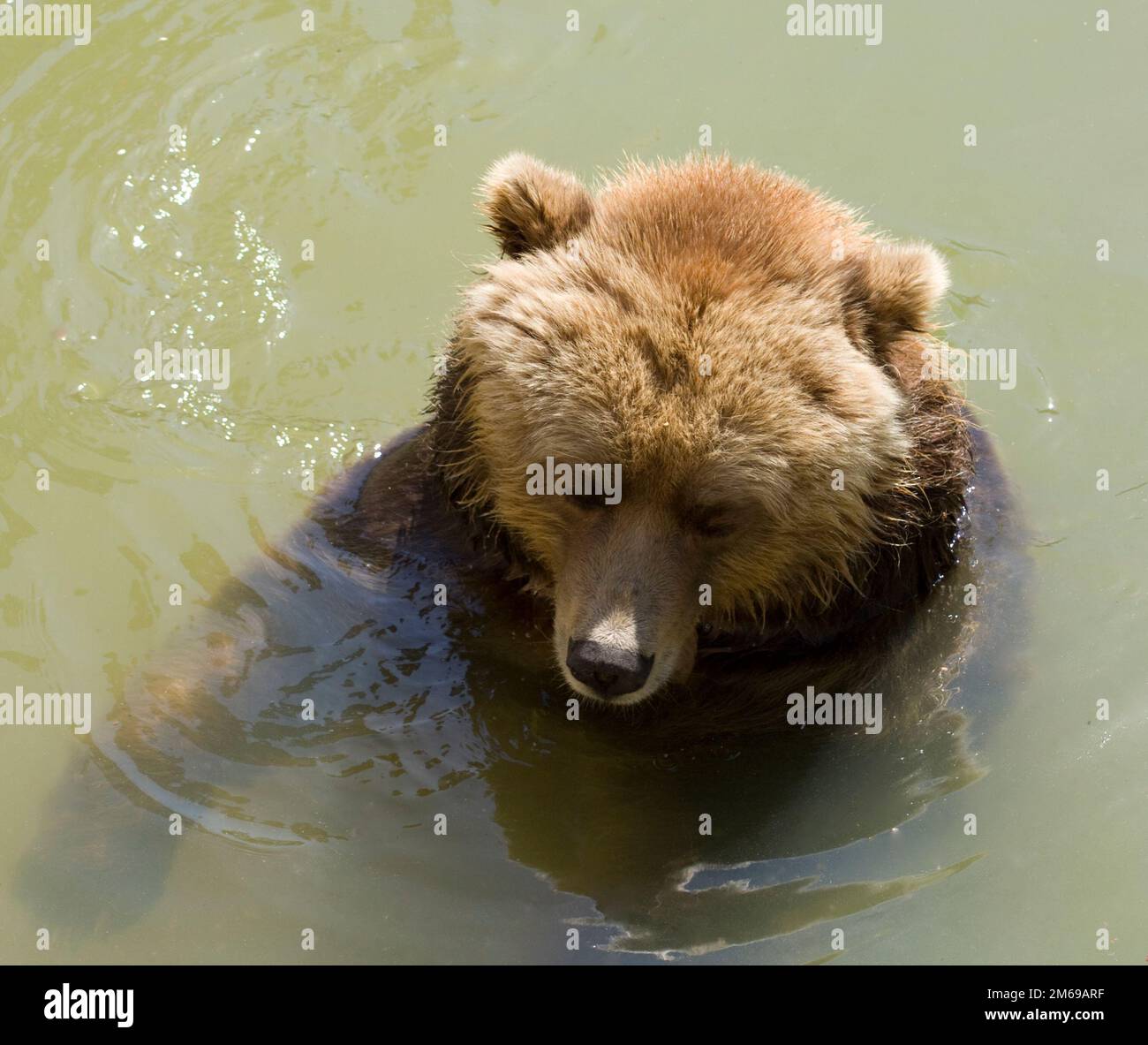 Ours brun nageant dans l'eau froide Banque D'Images