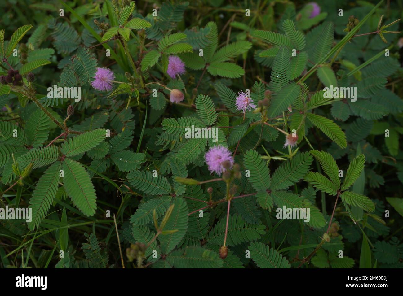 Mimosa pudica fleur ou putri malu en indonésie semble très belle parmi les feuilles et les épines. De belles fleurs le matin parmi les buissons. Banque D'Images