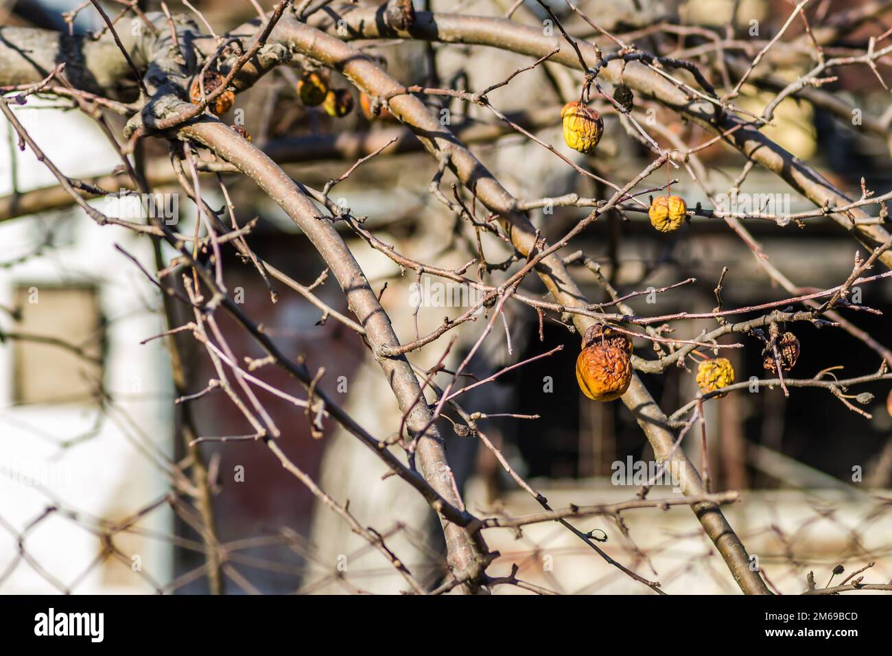 Maladies des arbres. Branche d'un Apple mort avec des pommes séchées. Maladies des arbres. Pommes accrochées sur une branche morte. Banque D'Images