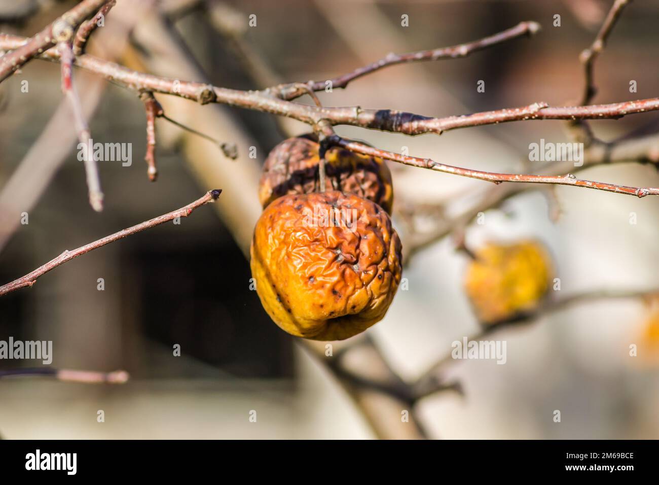 Maladies des arbres. Branche d'un Apple mort avec des pommes séchées. Maladies des arbres. Pommes accrochées sur une branche morte. Banque D'Images