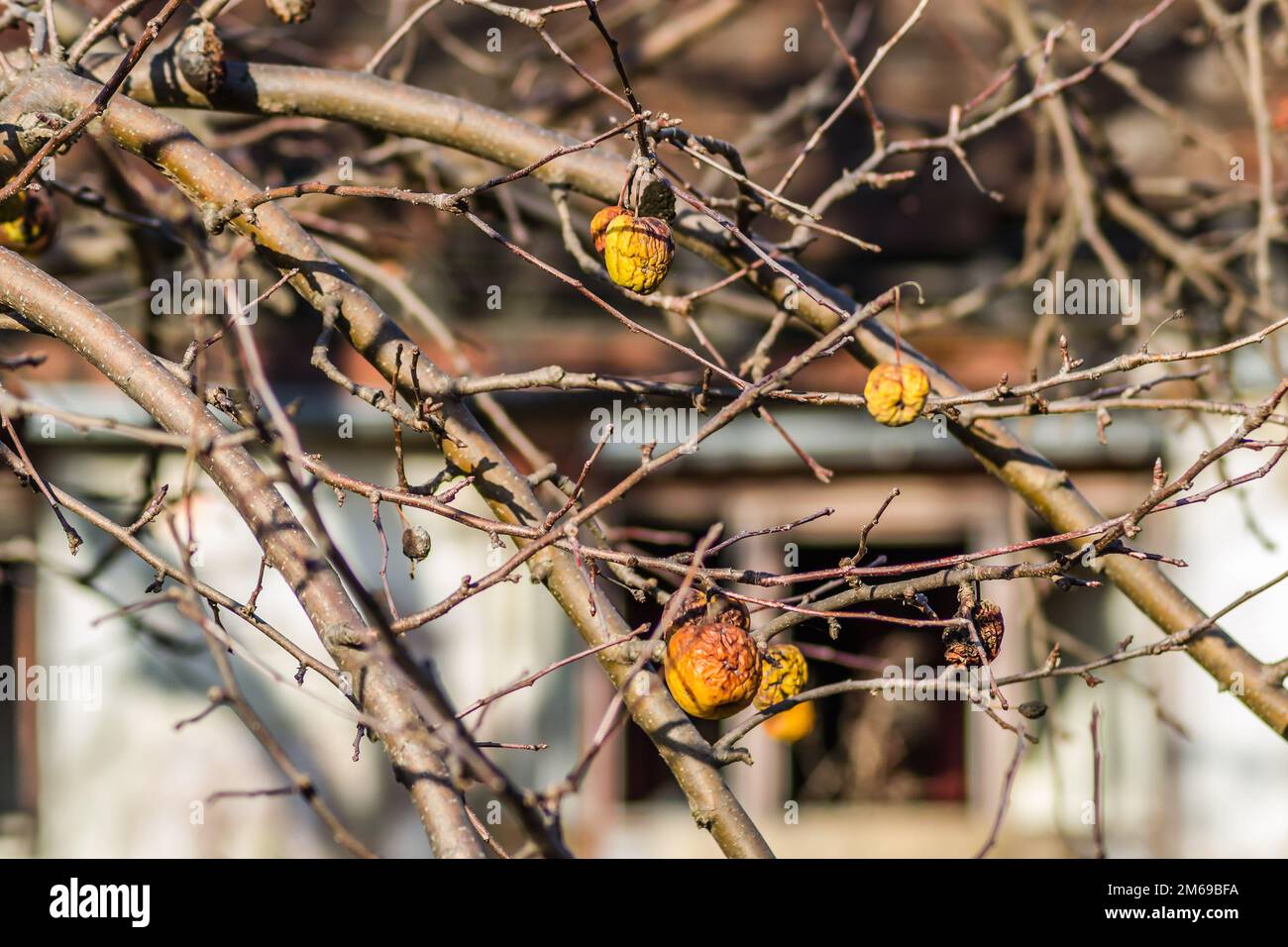 Maladies des arbres. Branche d'un Apple mort avec des pommes séchées. Maladies des arbres. Pommes accrochées sur une branche morte. Banque D'Images