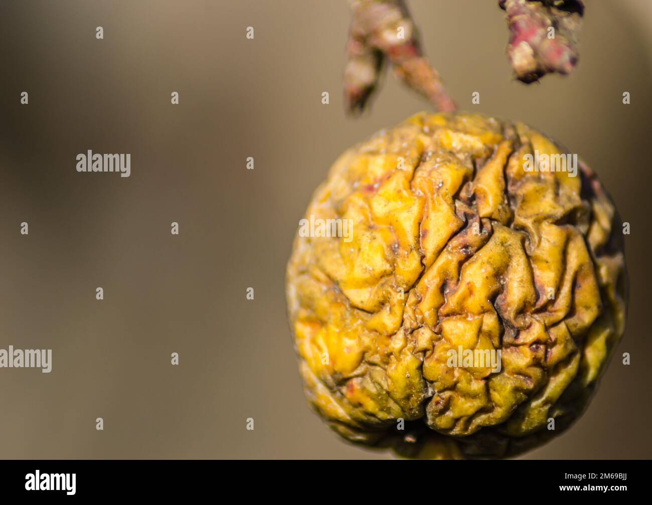 Maladies des arbres. Branche d'un Apple mort avec des pommes séchées. Maladies des arbres. Pommes accrochées sur une branche morte. Banque D'Images